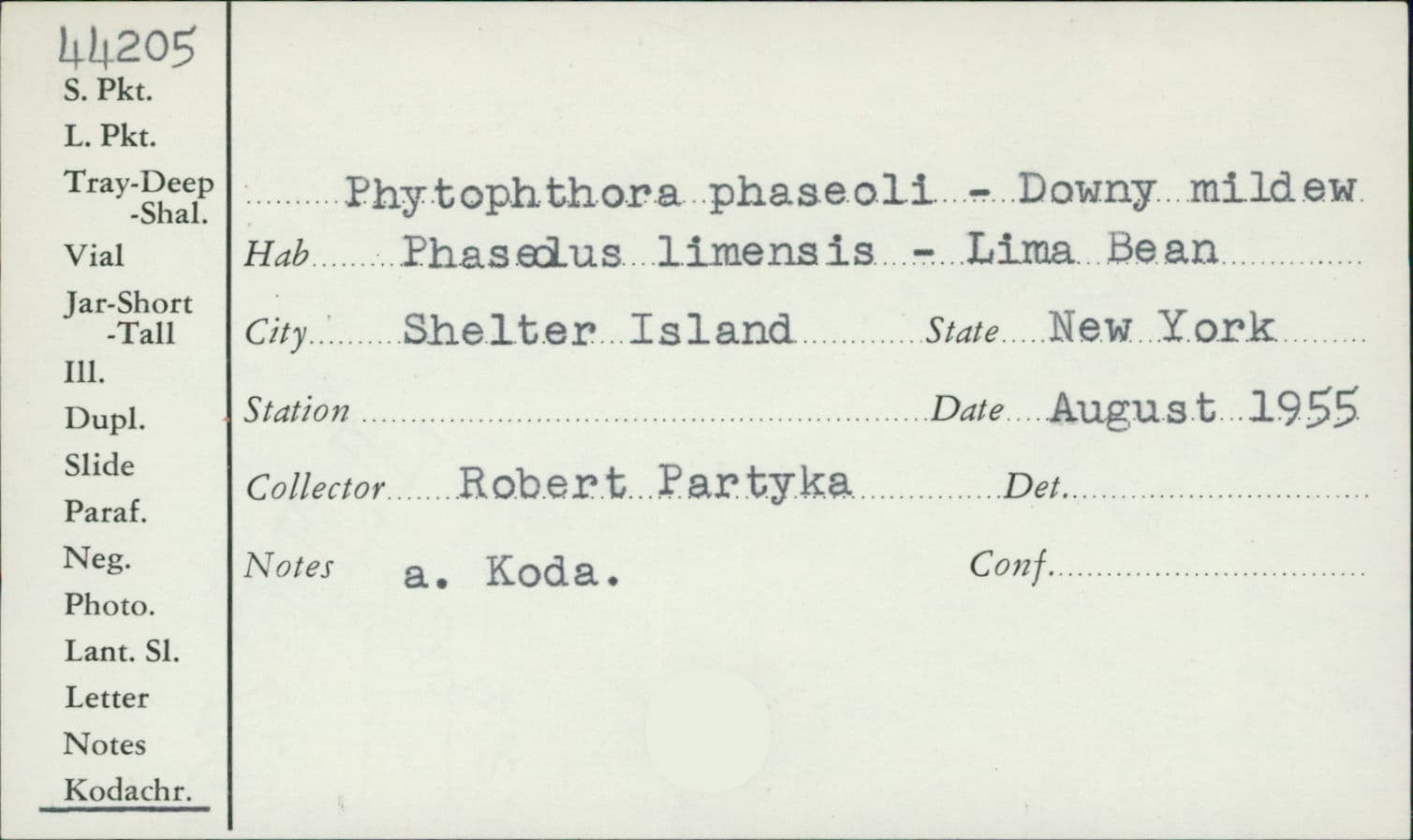 Plaga de MILDIU DE LA JUDÍA, PHYTOPHTHORA PHASEOLI