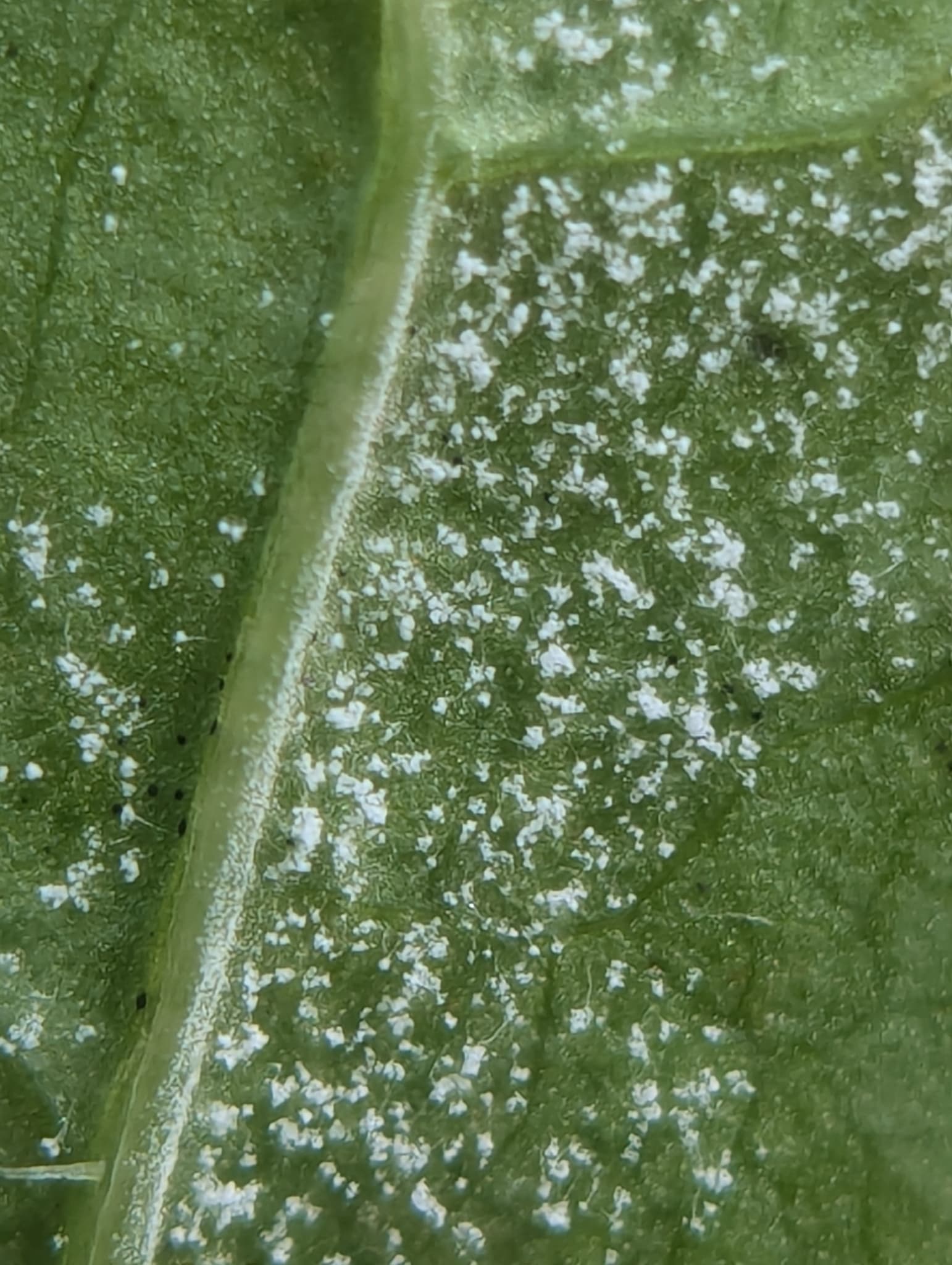 Plaga de MILDIU DE LA LECHUGA, BREMIA LACTUCAE