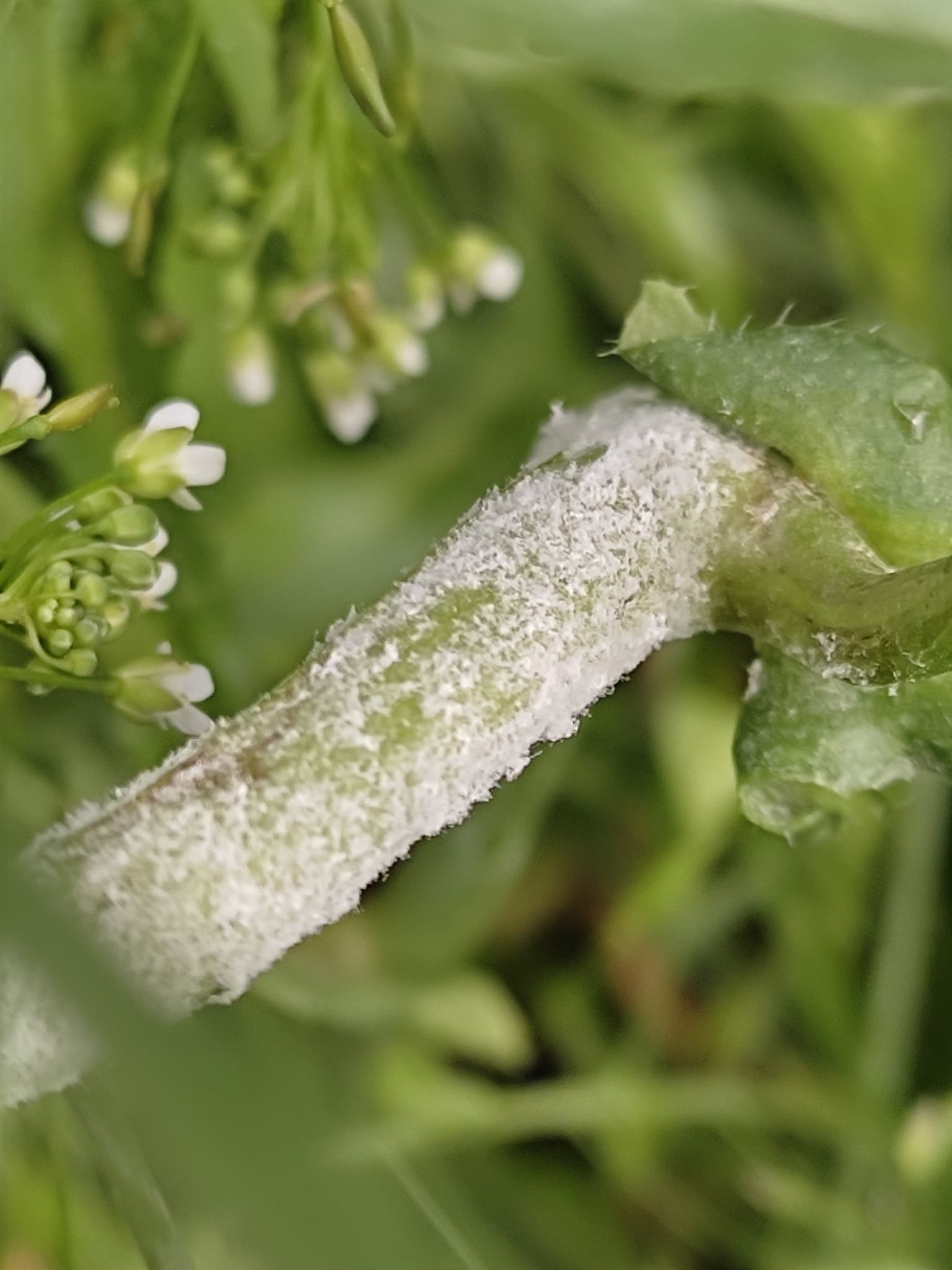 Plaga de MILDIU DE LAS CRUCÍFERAS, HYALOPERONOSPORA PARASITICA