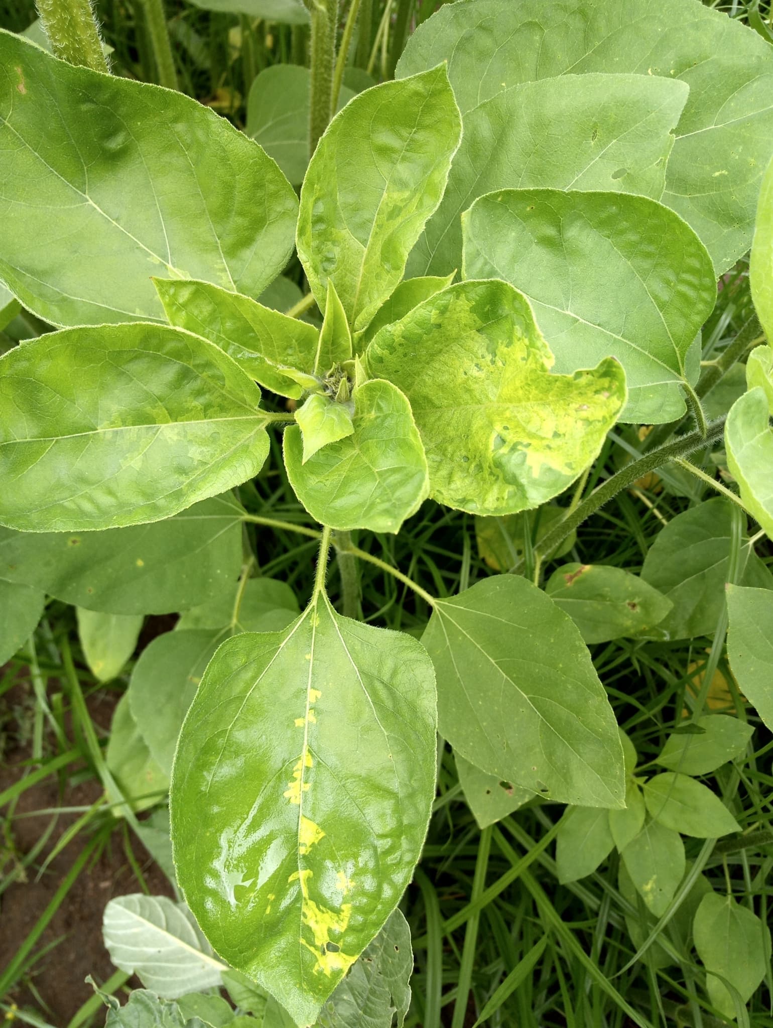 Plaga de MILDIU DEL GIRASOL, PLASMOPARA HALSTEDII
