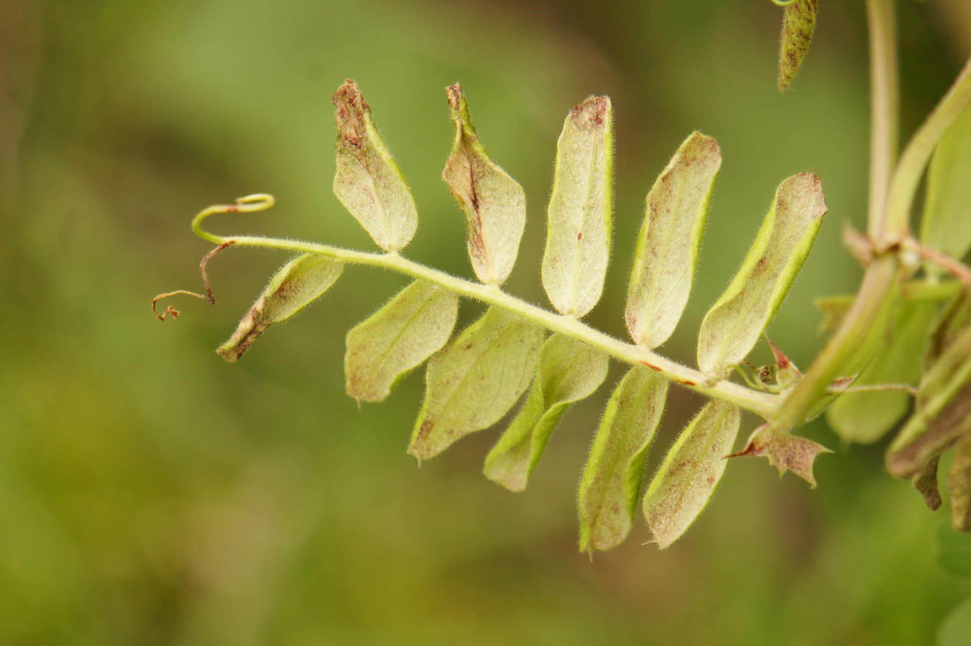 Plaga de MILDIU DEL GUISANTE, PERONOSPORA VICIAE