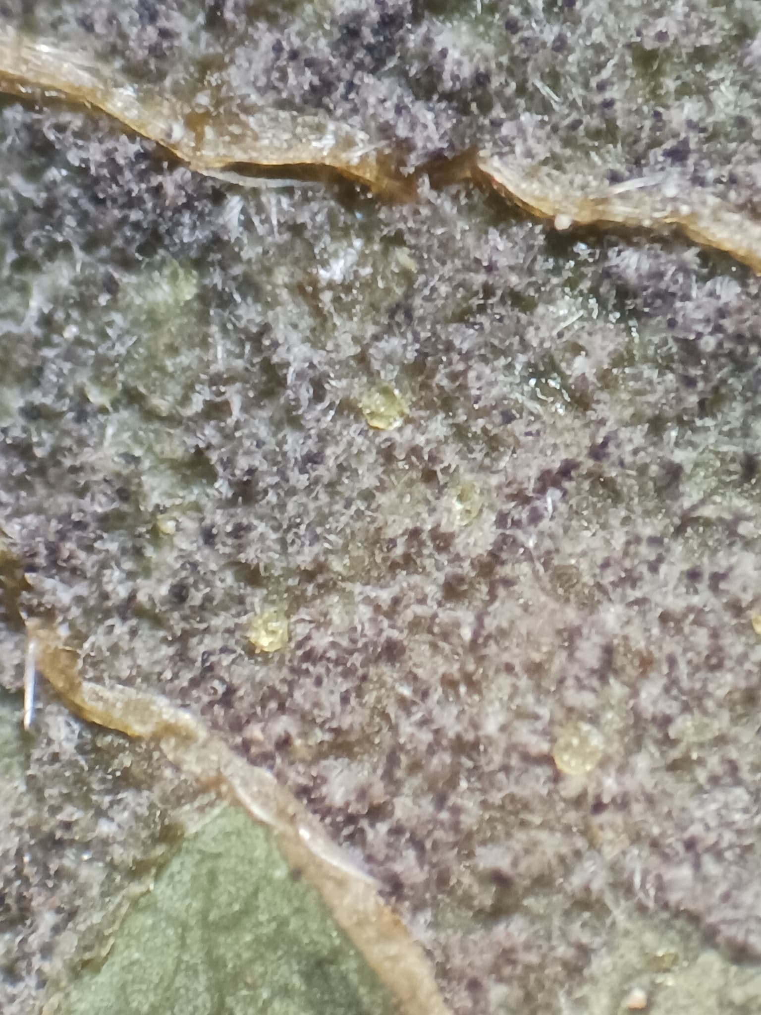 Plaga de MILDIU DEL LÚPULO, PSEUDOPERONOSPORA HUMULI