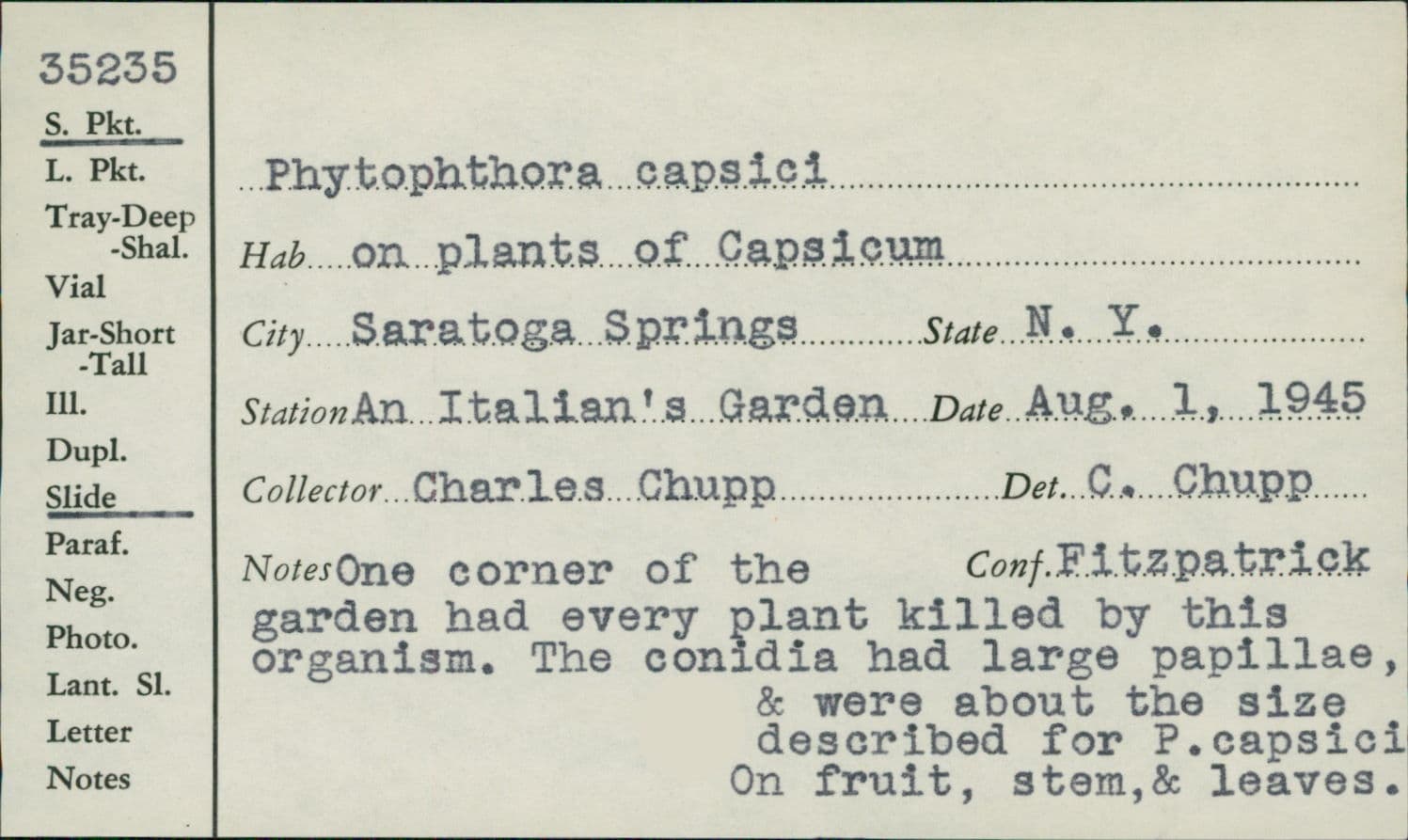 Plaga de MILDIU DEL PIMIENTO, PHYTOPHTHORA CAPSICI