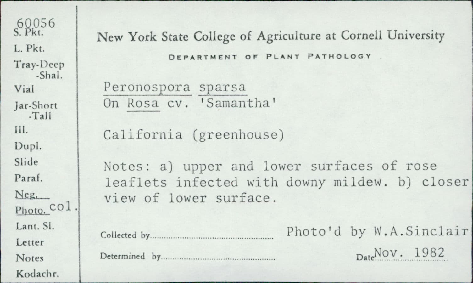 Plaga de MILDIU DEL ROSAL, PERONOSPORA SPARSA