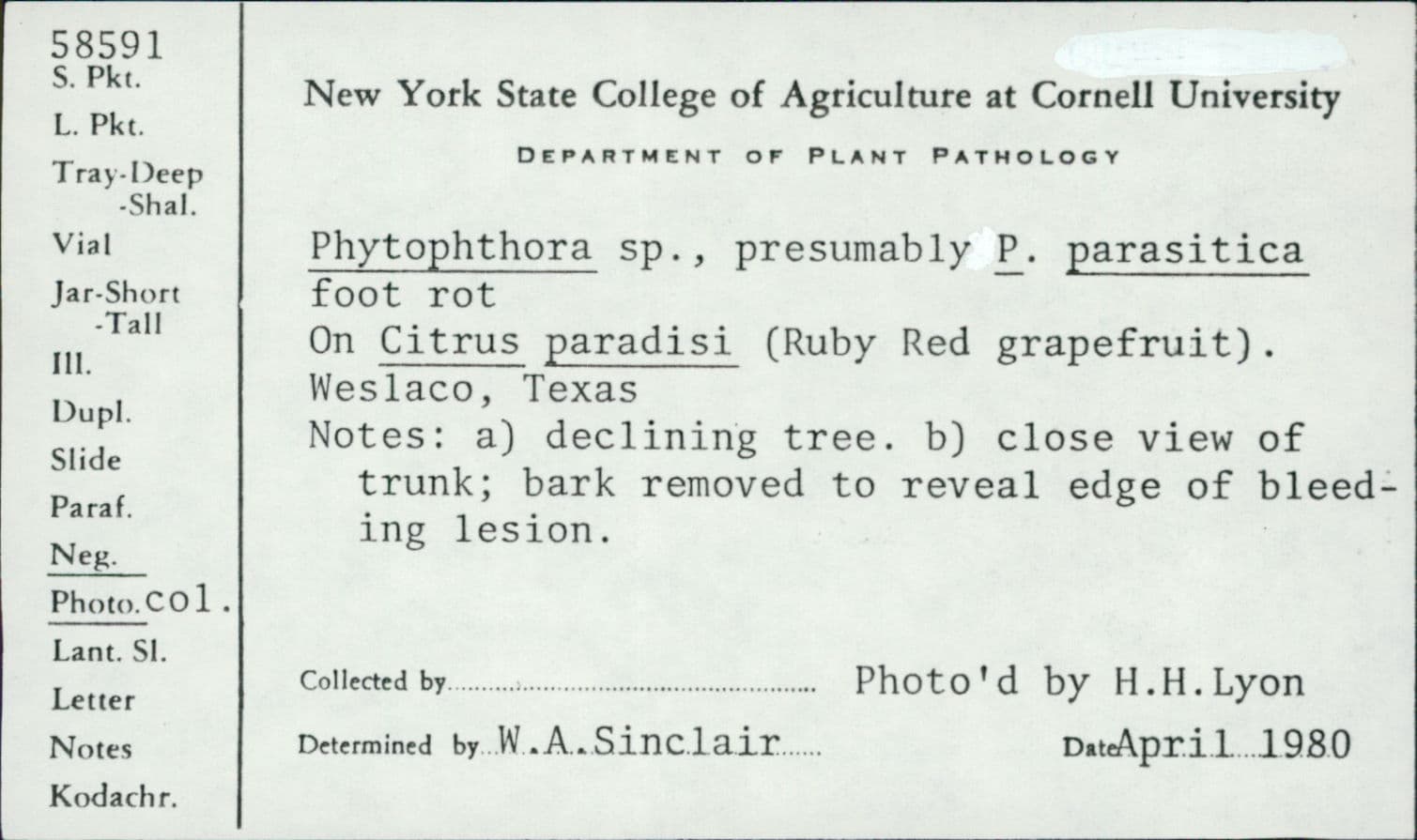 Plaga de MILDIU TERRESTRE DEL TOMATE, PHYTOPHTHORA NICOTIANAE VAR. PARASITICA