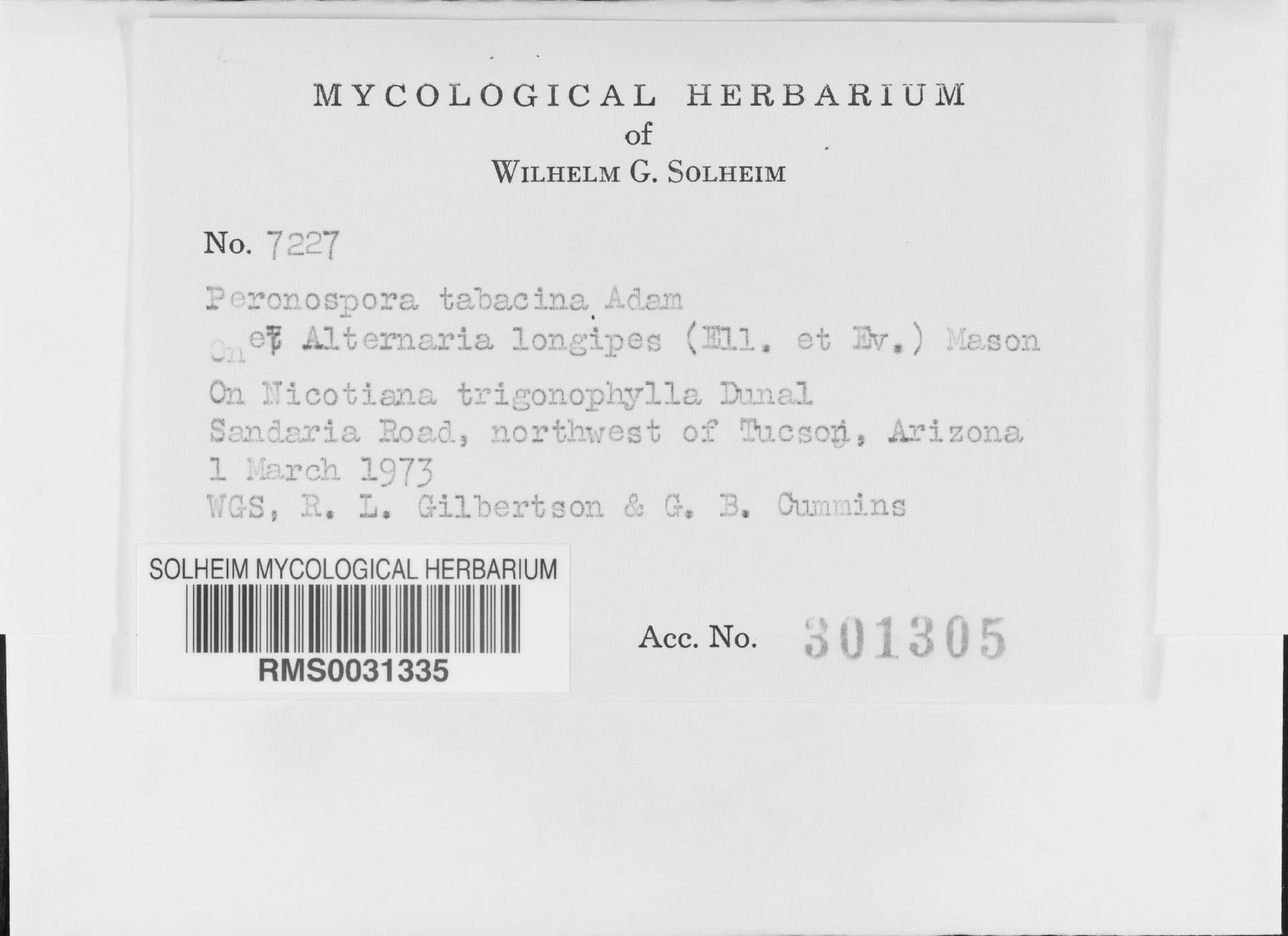 Plaga de MOHO AZUL, MILDIU DEL TABACO, PERONOSPORA HYOSCYAMI