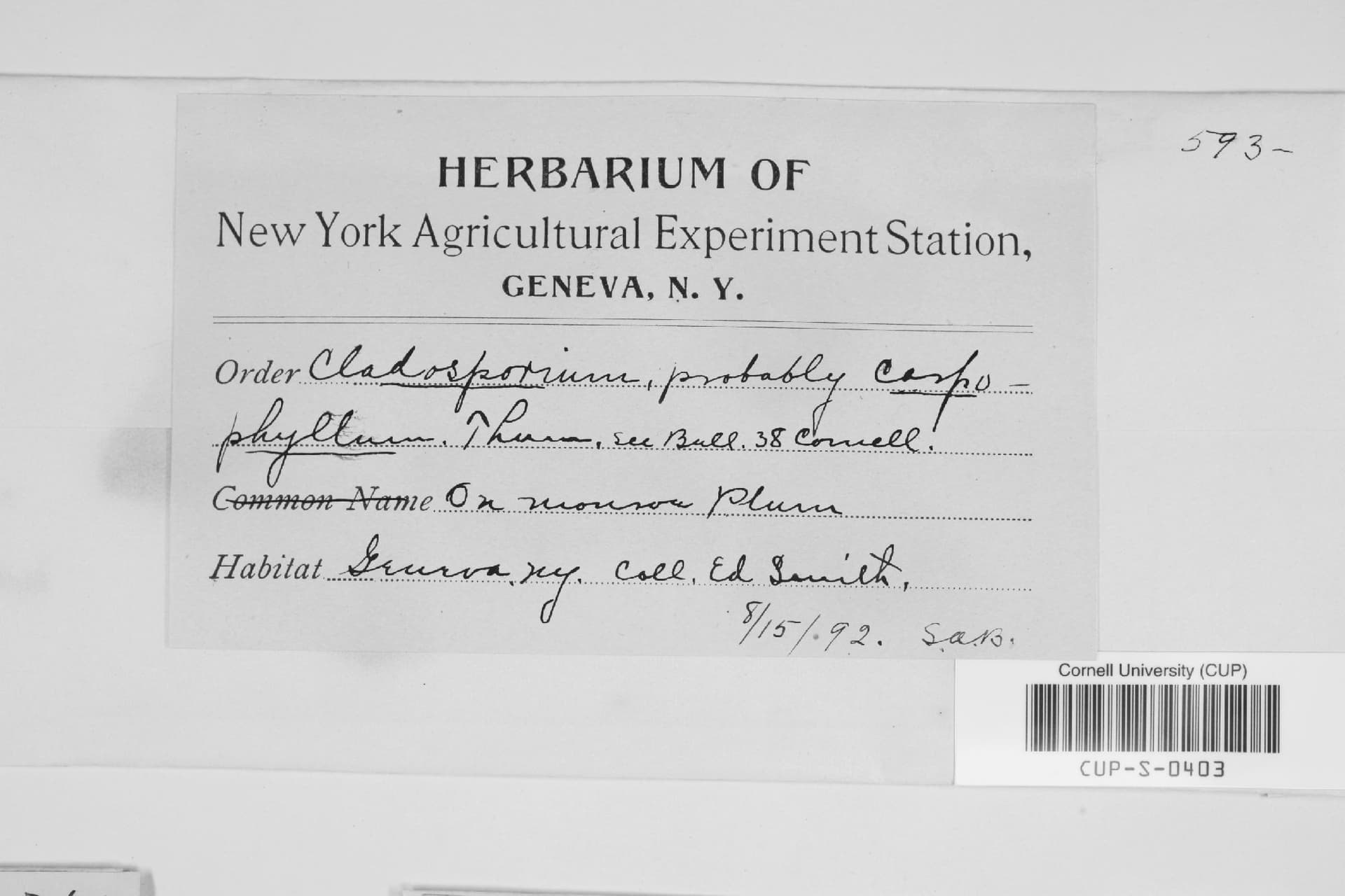 Plaga de MOTEADO DEL MELOCOTONERO, VENTURIA CARPOPHILA