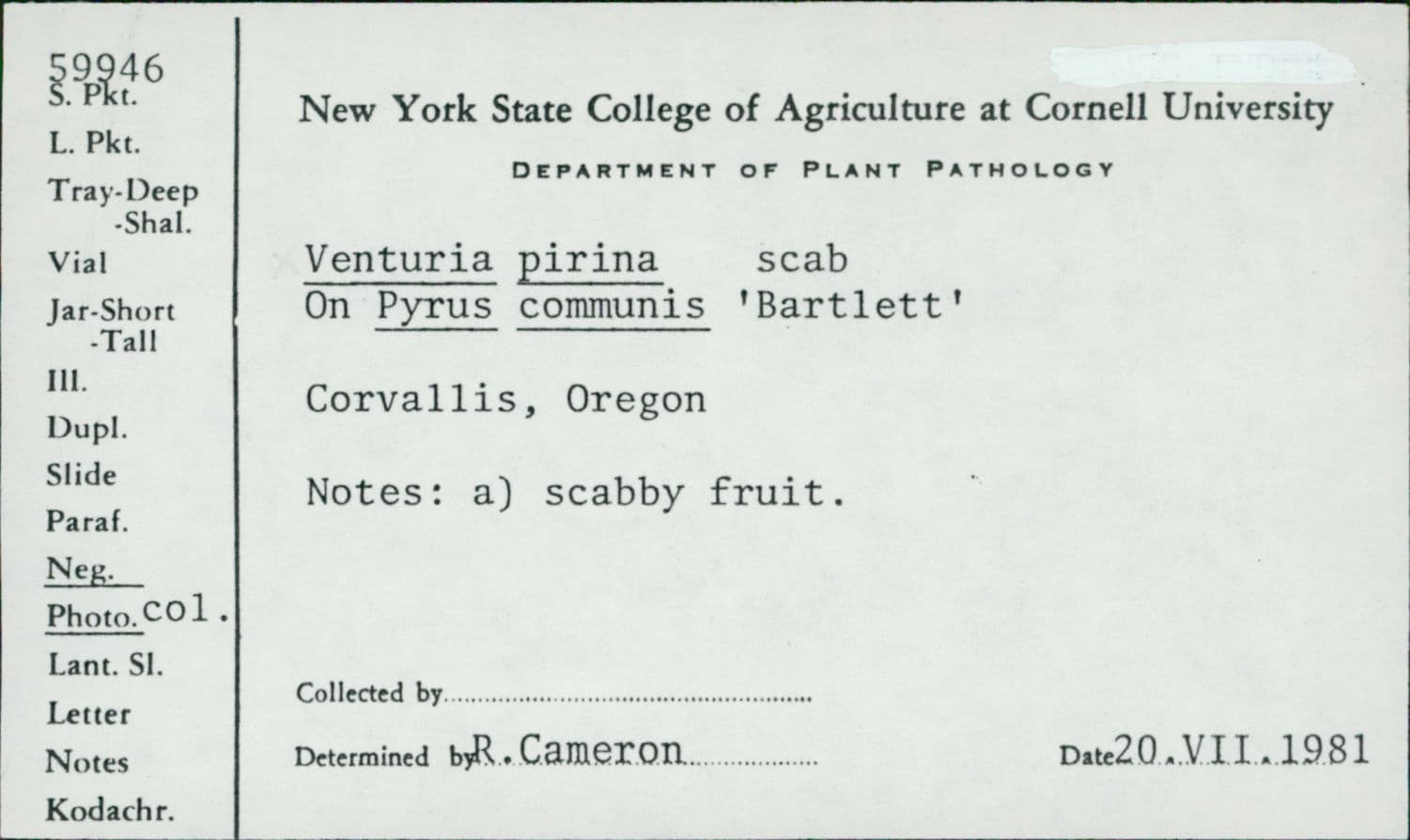 Plaga de MOTEADO O ROÑA DEL PERAL, VENTURIA PYRINA