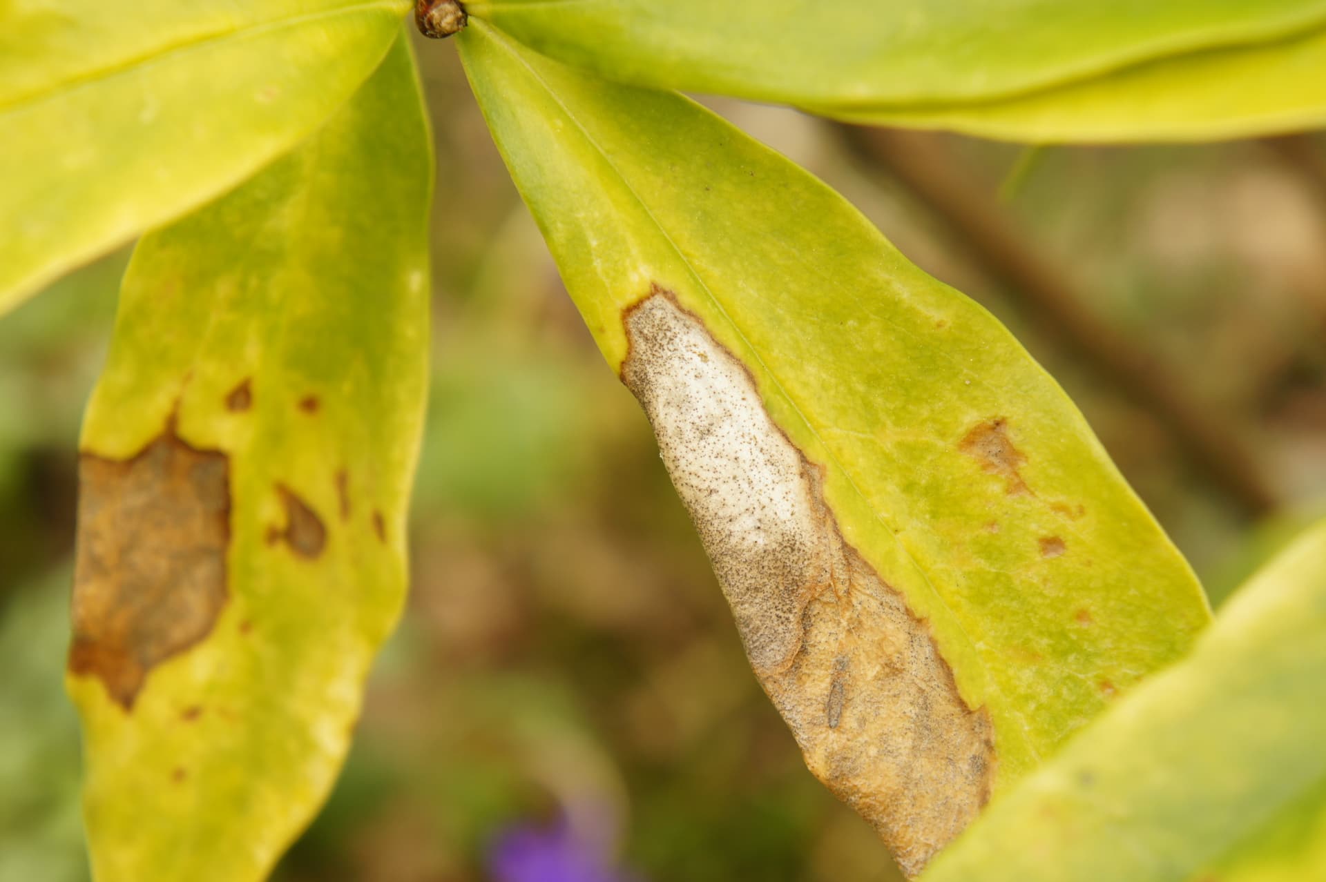 Plaga de MYCOSPHAERELLA SPP.