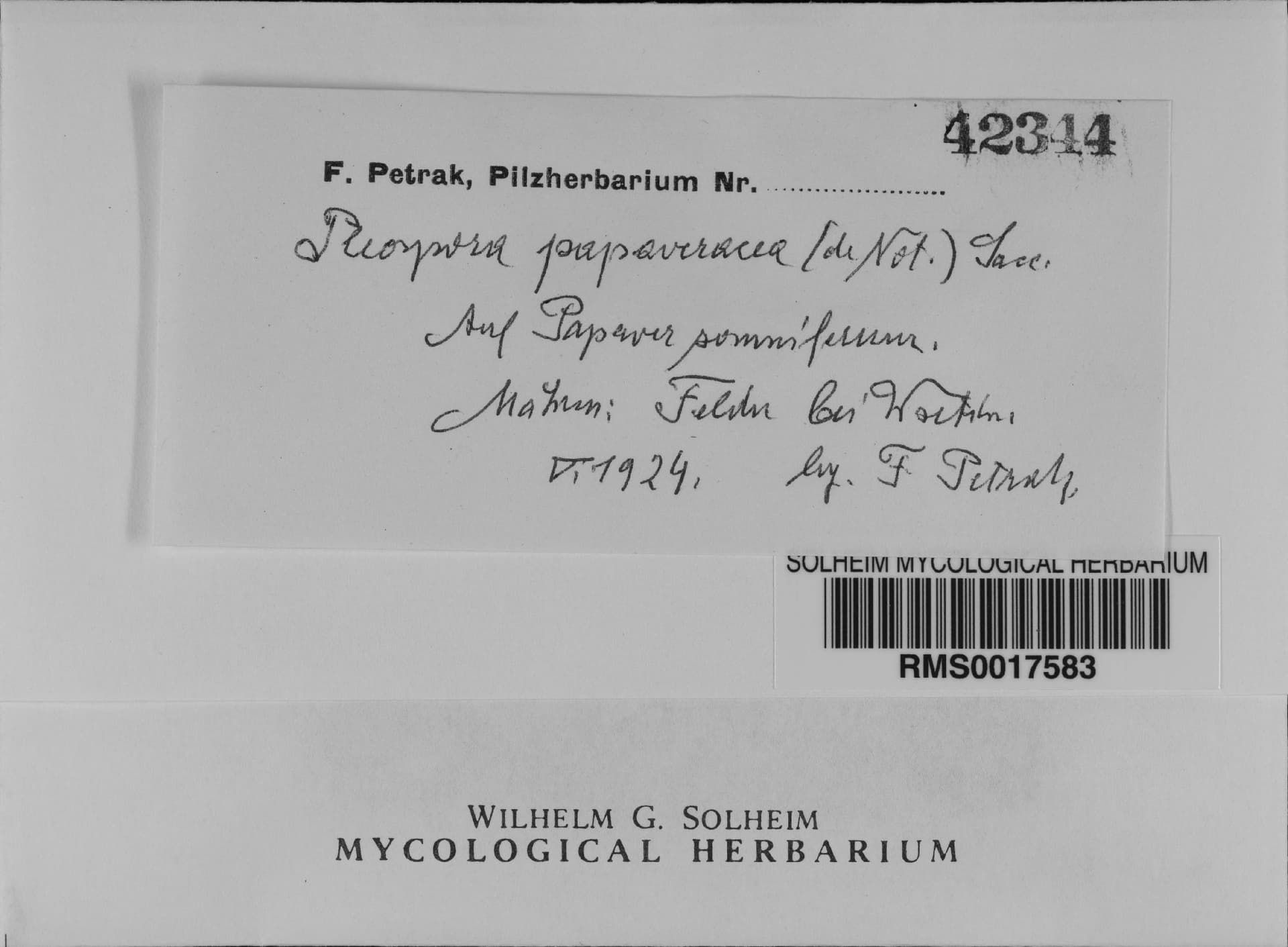 Plaga de NECROSIS, HELMINTOSPORIOSIS DE LA ADORMIDERA, ALTERNARIA PENICILLATA