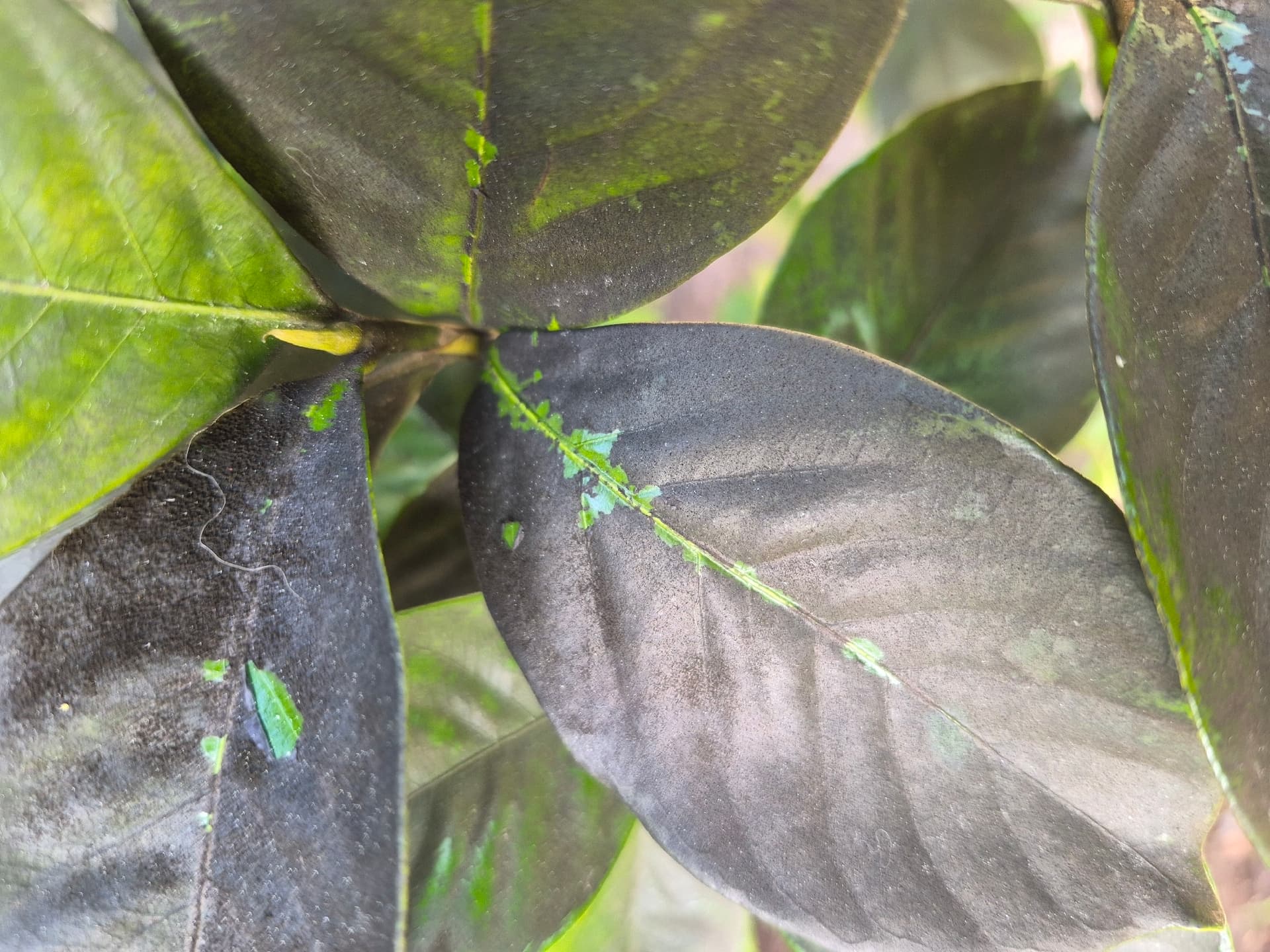 Plaga de NEGRILLAS, CAPNODIUM SPP.