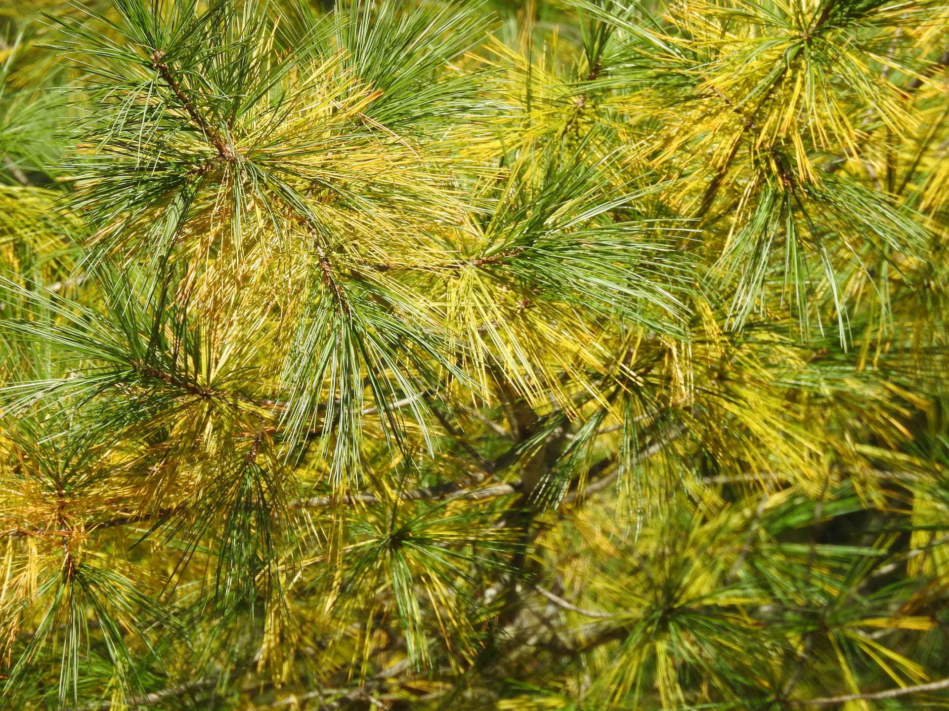 Plaga de NEMATODO DE LA MADERA DEL PINO, BURSAPHELENCHUS XYLOPHILUS