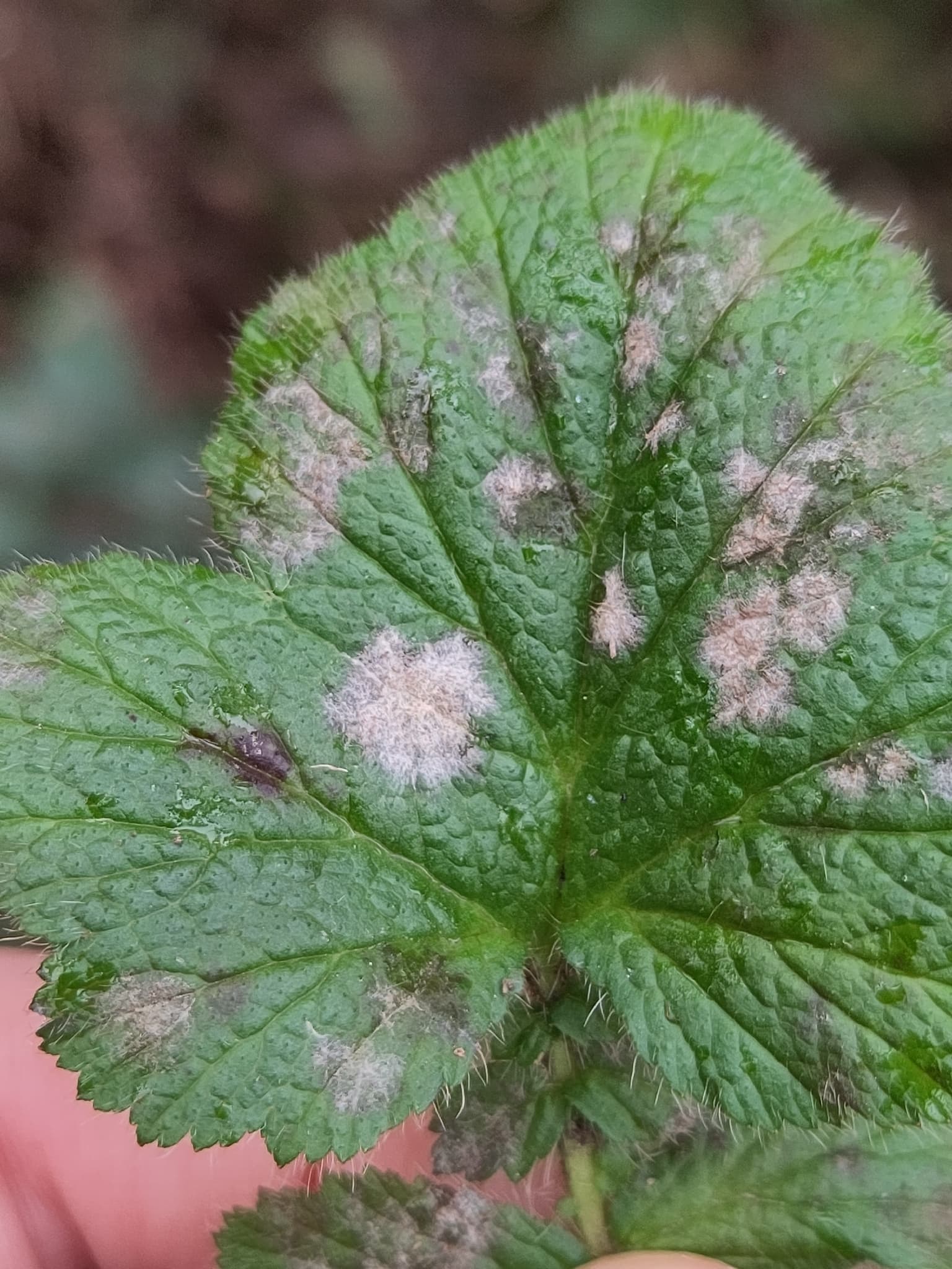 Plaga de OÍDIO DE LA FRESA, PODOSPHAERA APHANIS