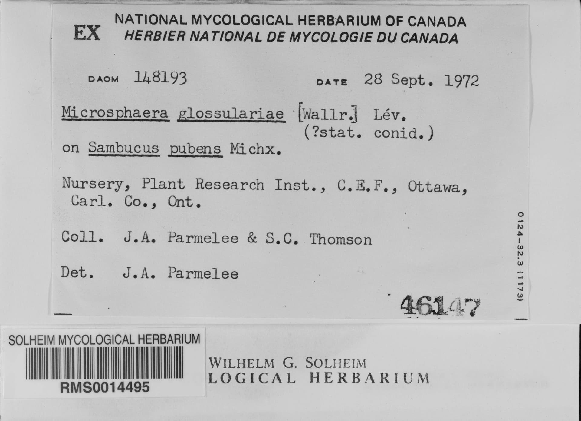 Plaga de OÍDIO DEL GROSELLERO, MICROSPHAERA GROSSULARIAE