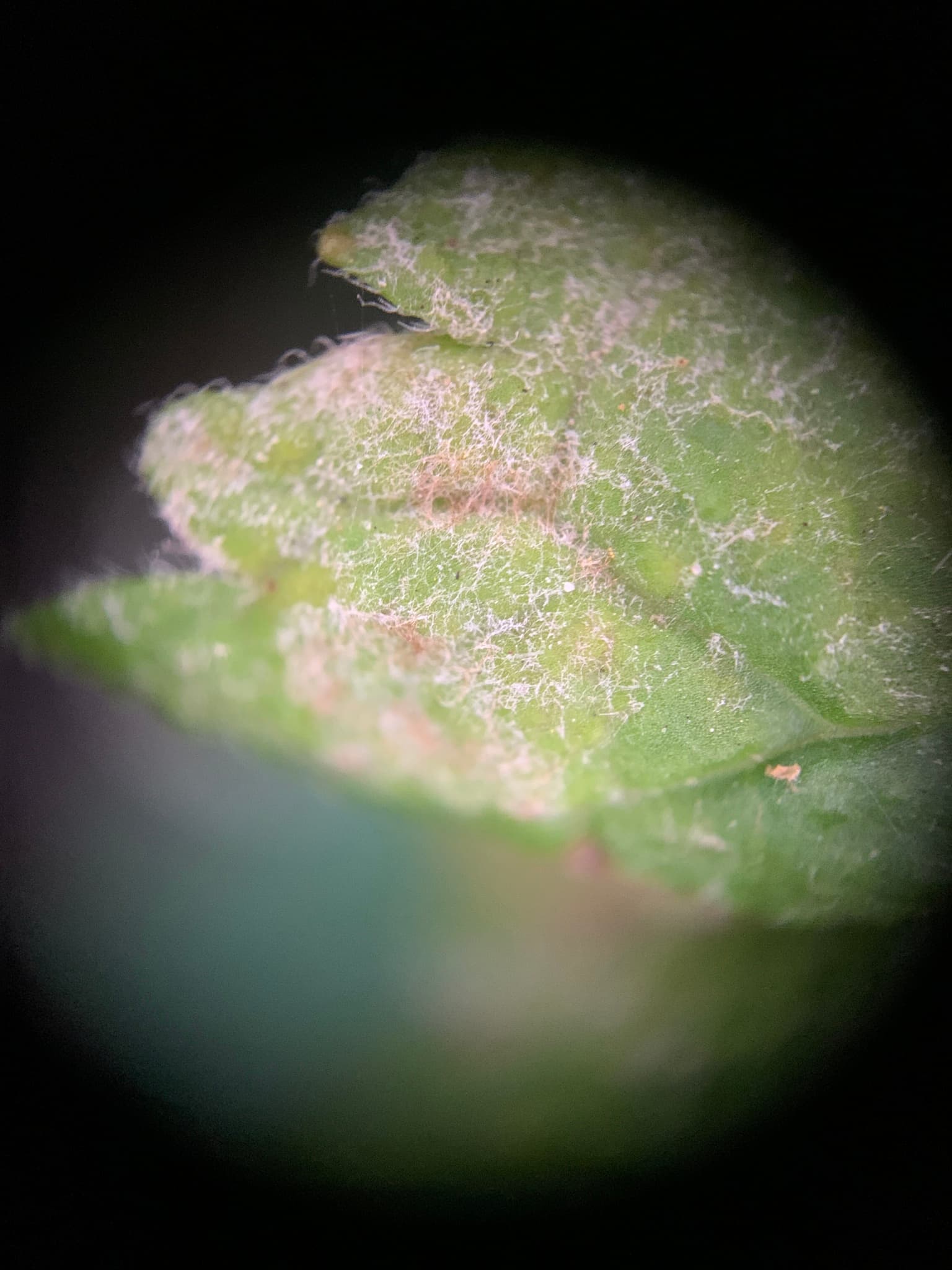 Plaga de OÍDIO DEL GROSELLERO, PODOSPHAERA MORS-UVAE