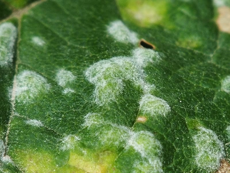 Plaga de OÍDIO DEL LÚPULO, PODOSPHAERA MACULARIS