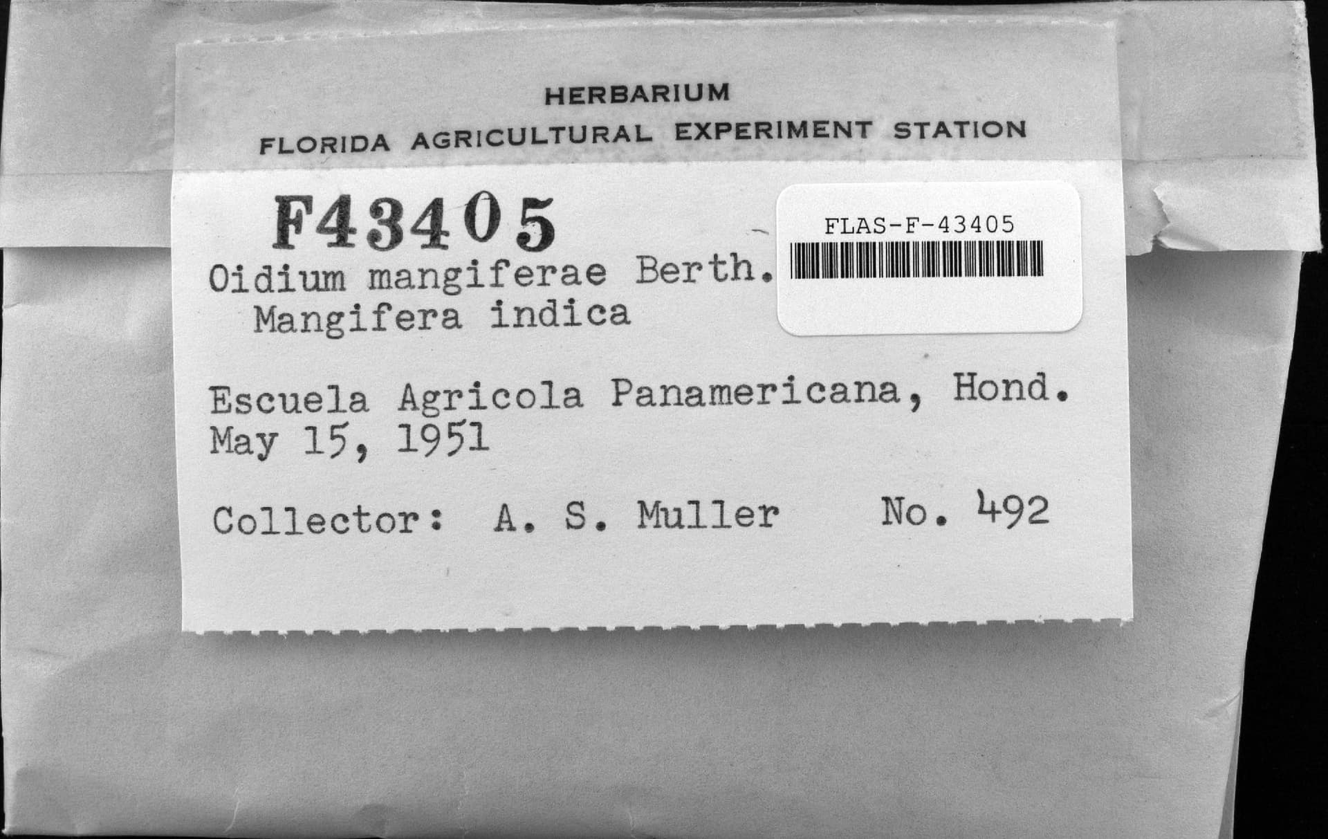 Plaga de OÍDIO DEL MANGO, OIDIUM MANGIFERAE