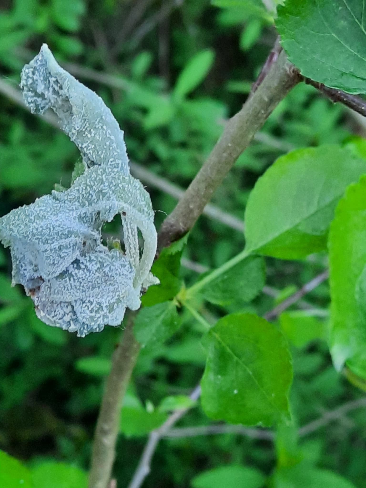 Plaga de OÍDIO DEL MANZANO, PODOSPHAERA LEUCOTRICHA