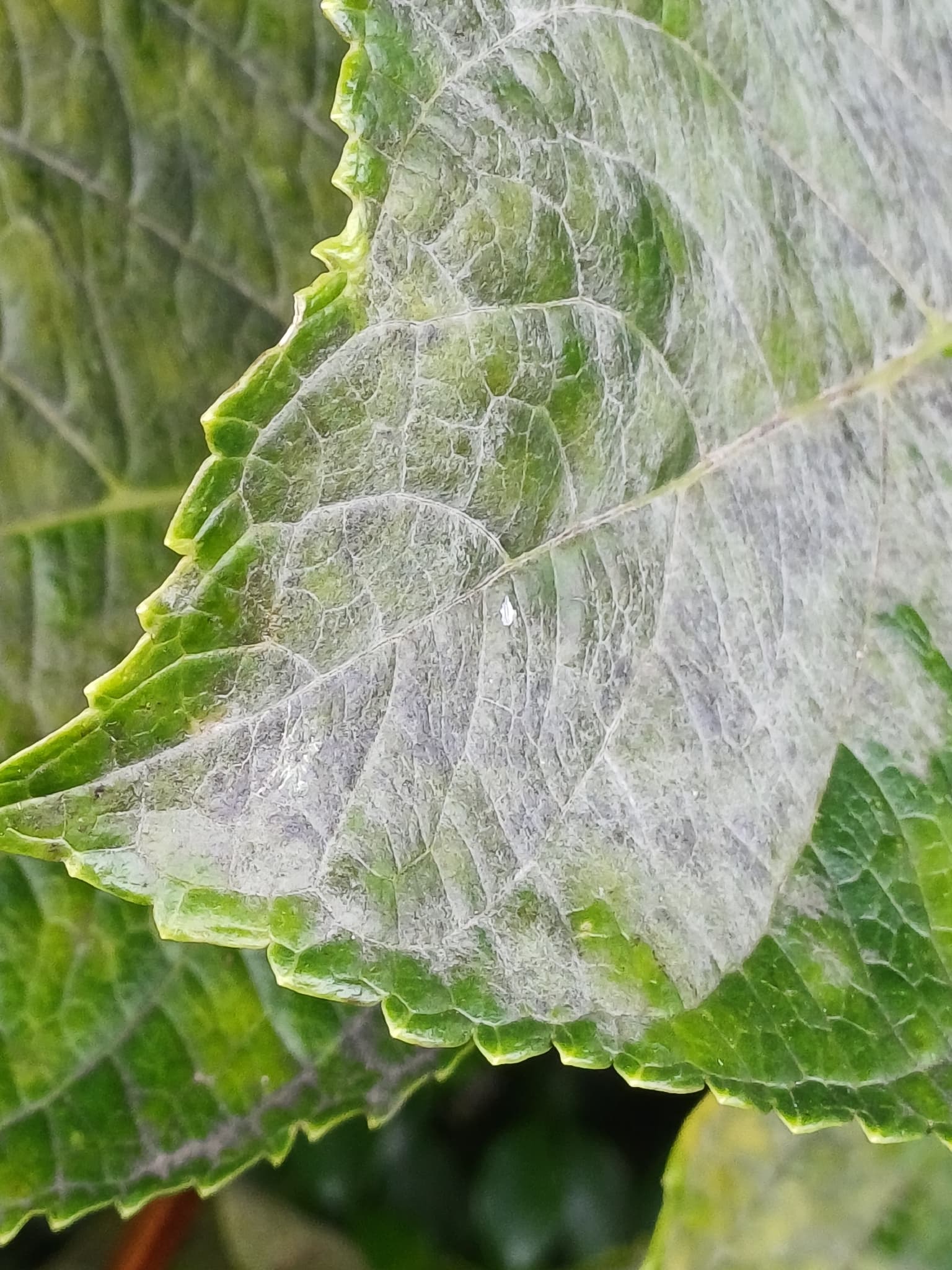 Plaga de OÍDIO DEL TOMATE, OIDIUM NEOLYCOPERSICI