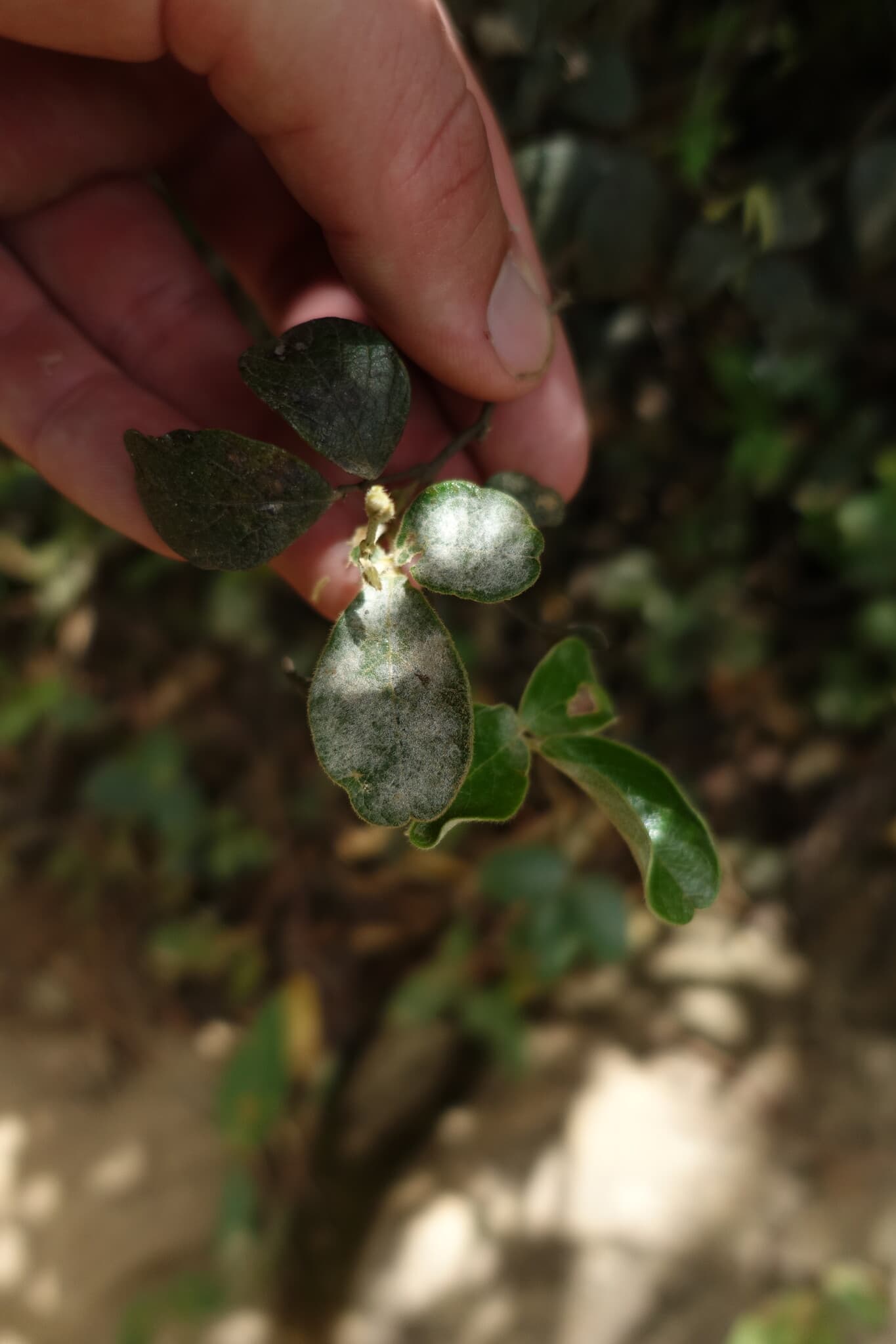 Plaga de OÍDIOS, ERYSIPHACEAE