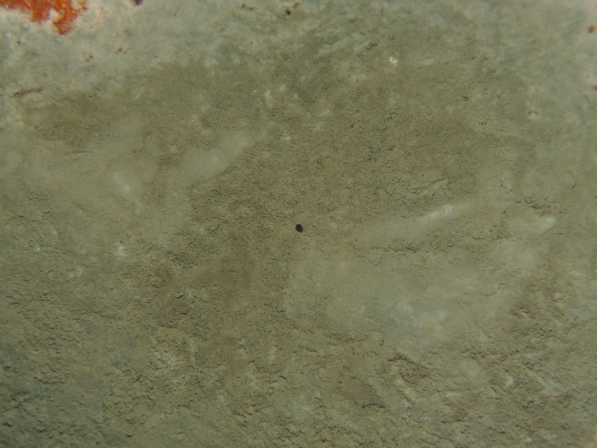 Plaga de PENICILIUM, PENICILLIUM SPP.