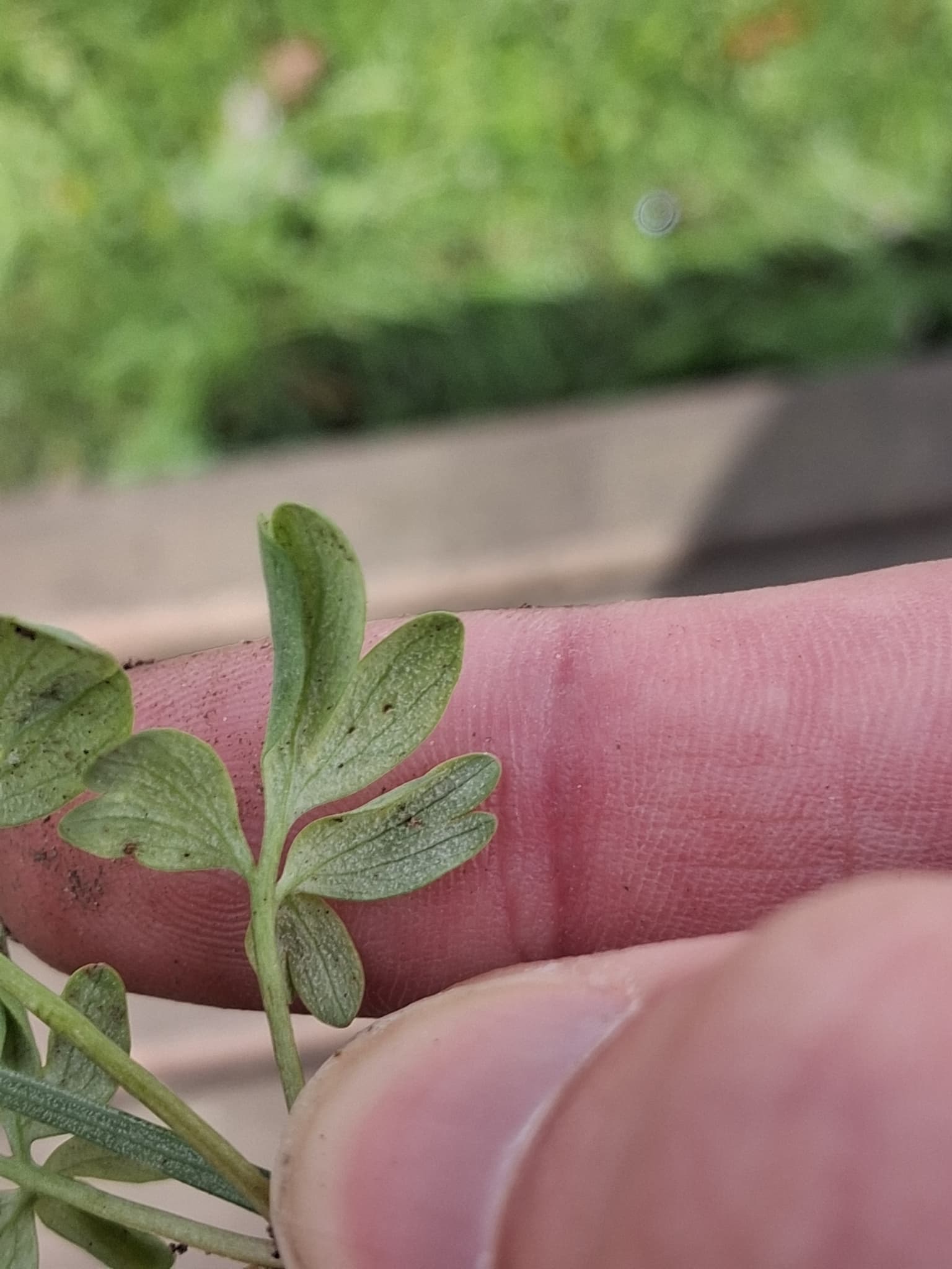 Plaga de PERONOSPORA SPP.