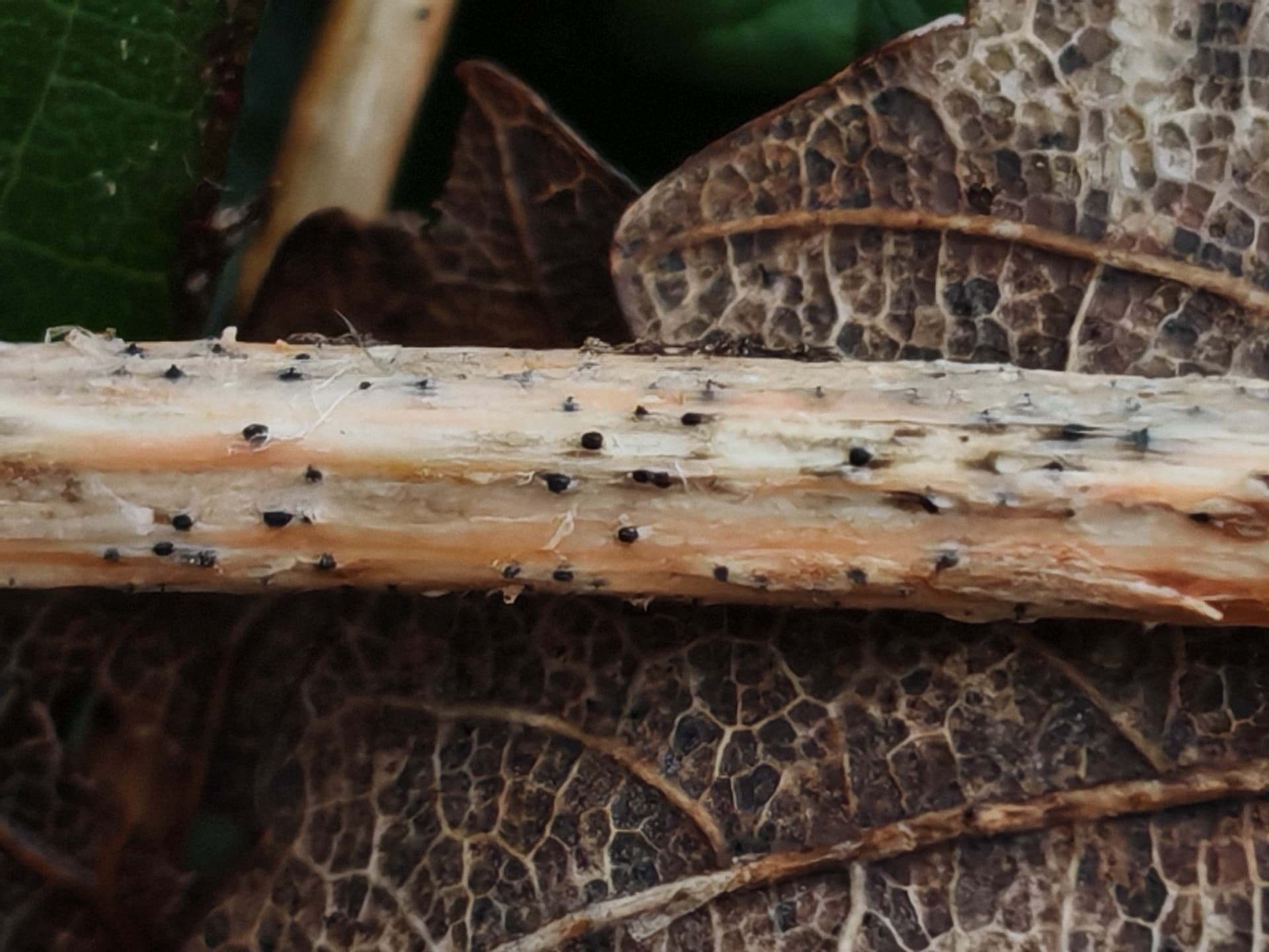 Plaga de PHOMA SPP.