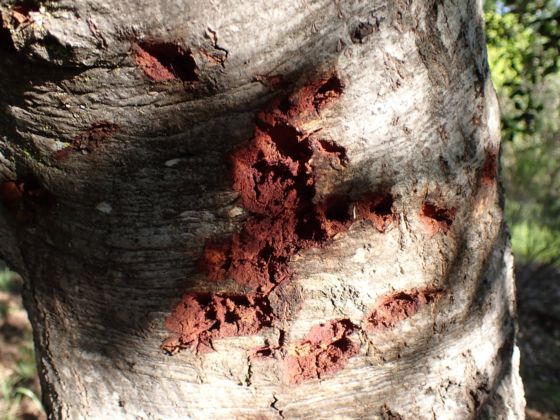 Plaga de PHYTOPHTHORA SPP.