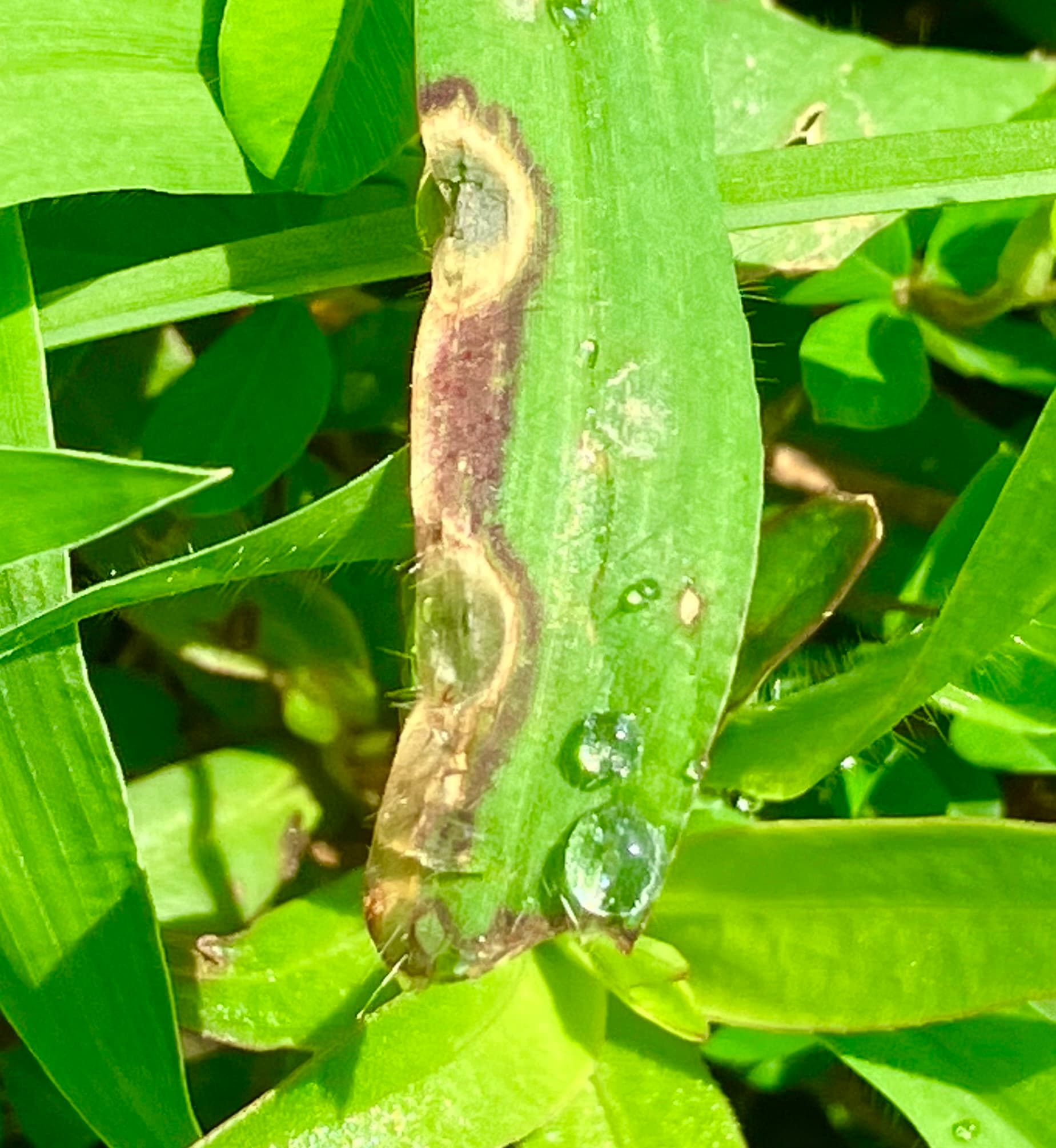 Plaga de PIRICULARIA DEL ARROZ, PYRICULARIA GRISEA