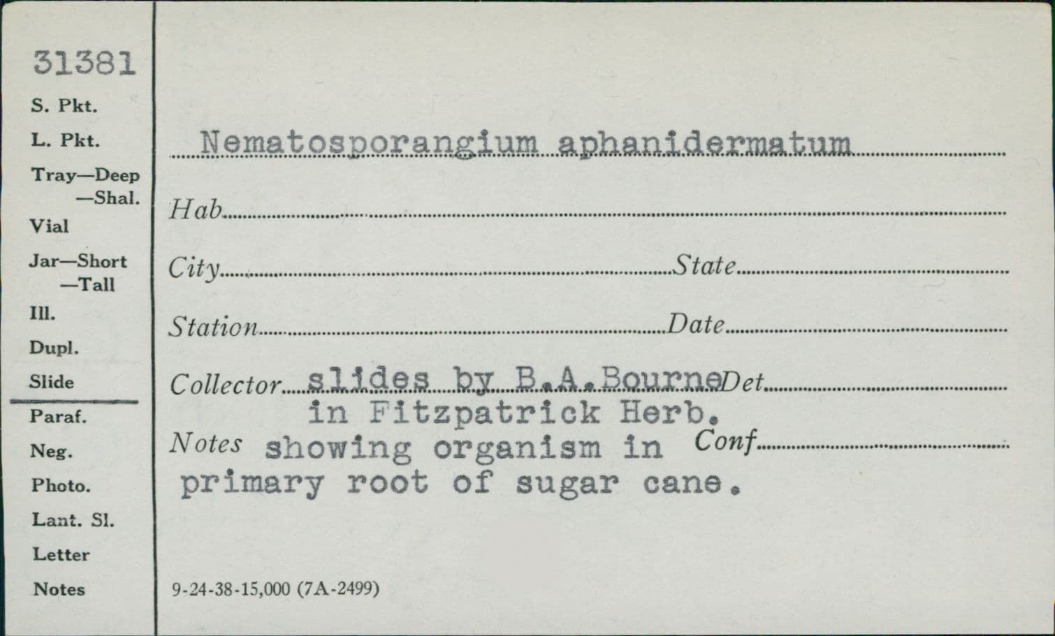 Plaga de PITIUM, MARCHITEZ DE LA JUDÍA, PYTHIUM APHANIDERMATUM