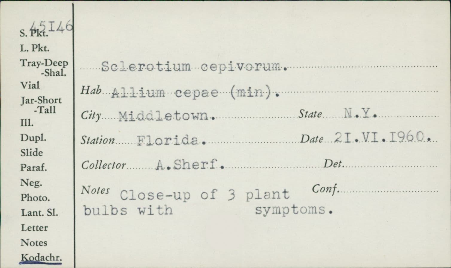 Plaga de PODREDUMBRE BLANCA DEL AJO, STROMATINIA CEPIVORA
