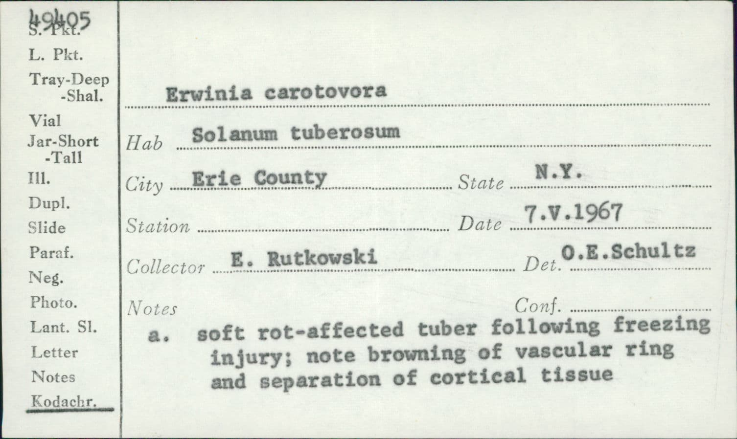 Plaga de PODREDUMBRE BLANDA, PECTOBACTERIUM CAROTOVORUM