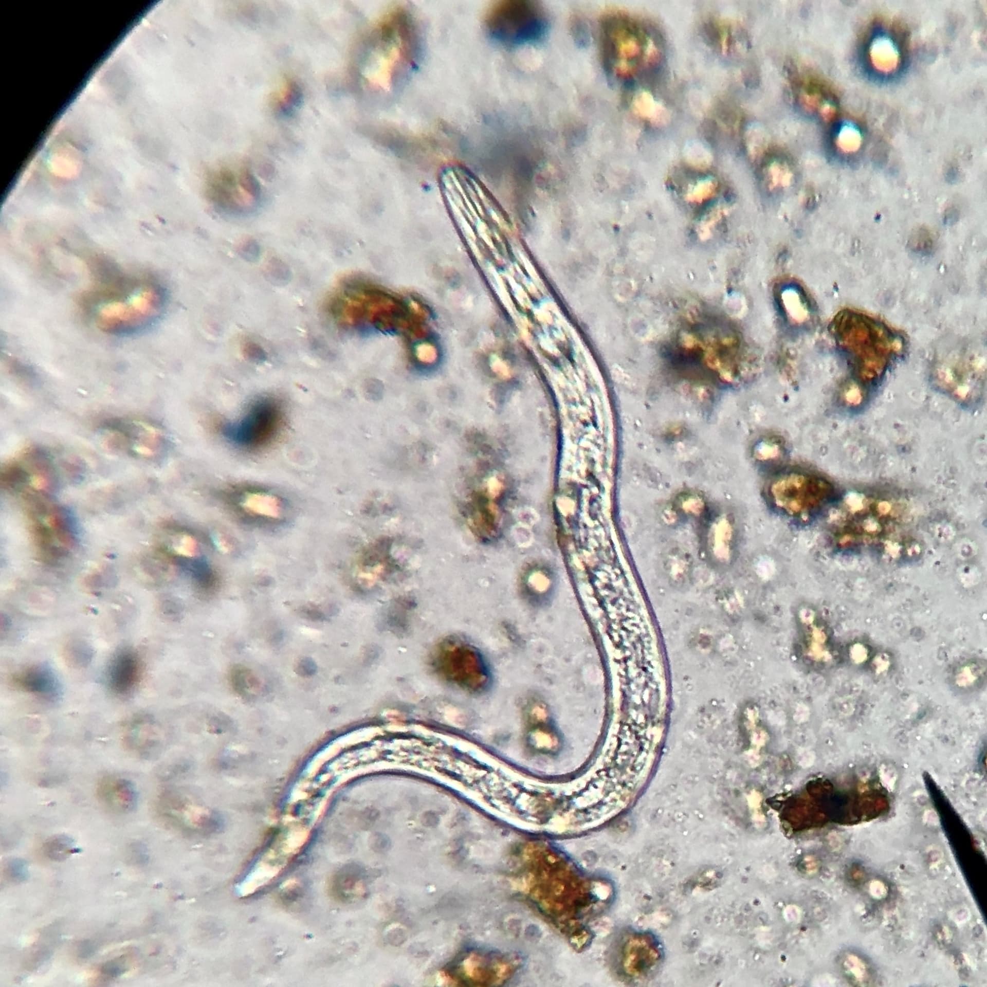 Plaga de PRATYLENCHUS SPP.