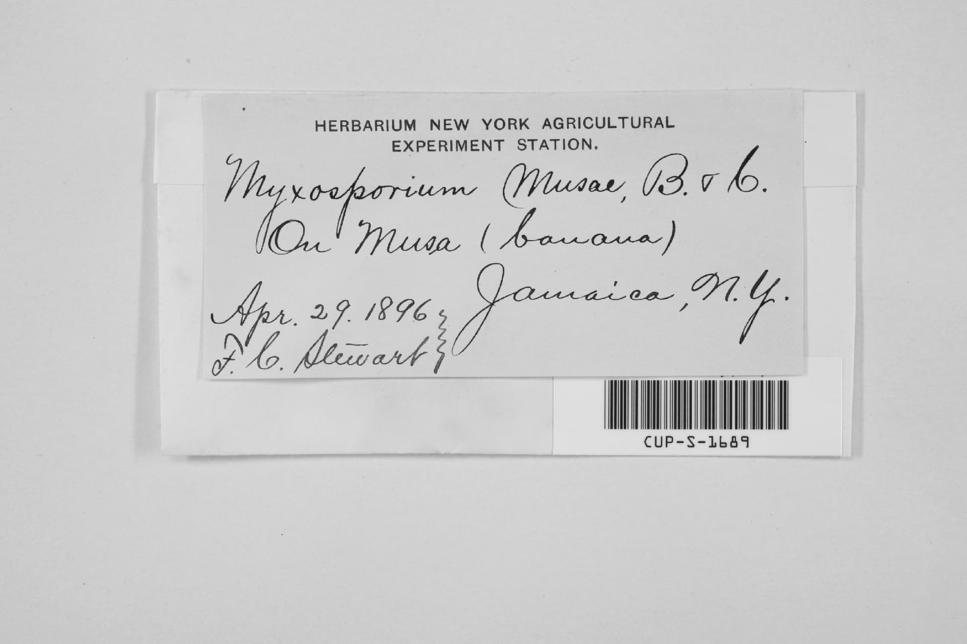 Plaga de PUDRICIÓN DE LA CORONA, COLLETOTRICHUM MUSAE