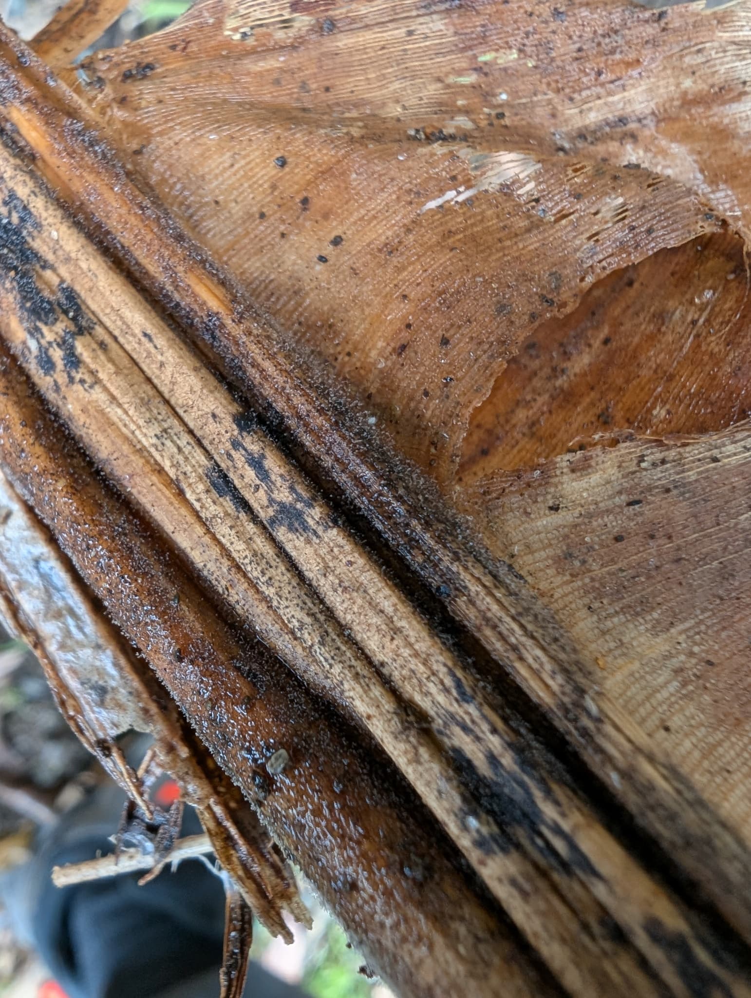 Plaga de PUDRICIÓN DE LA CORONA DEL PLÁTANO, MUSICILLIUM THEOBROMAE