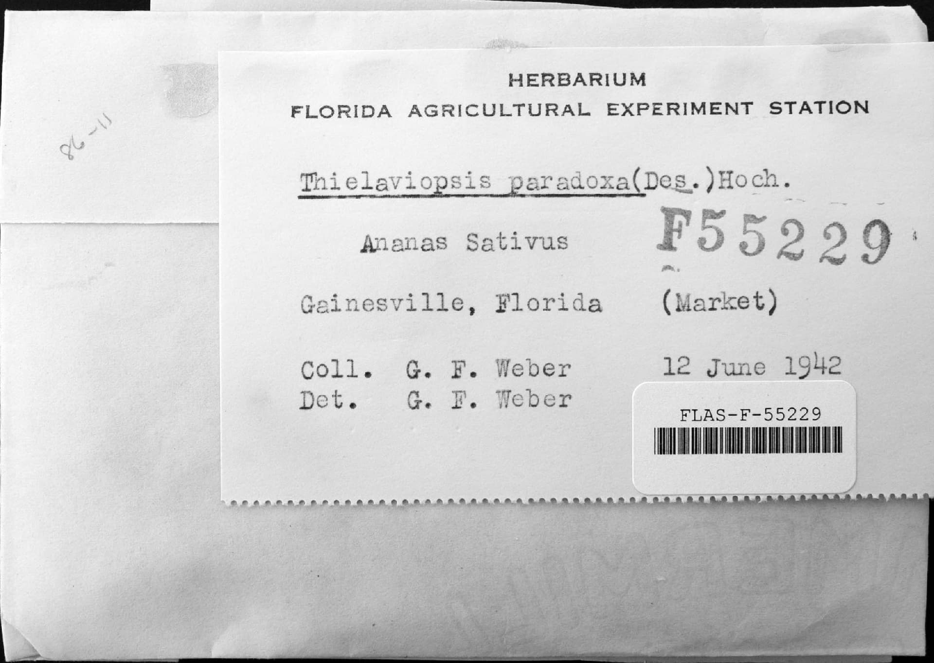 Plaga de PUDRICIÓN DE LA CORONA, THIELAVIOPSIS PARADOXA