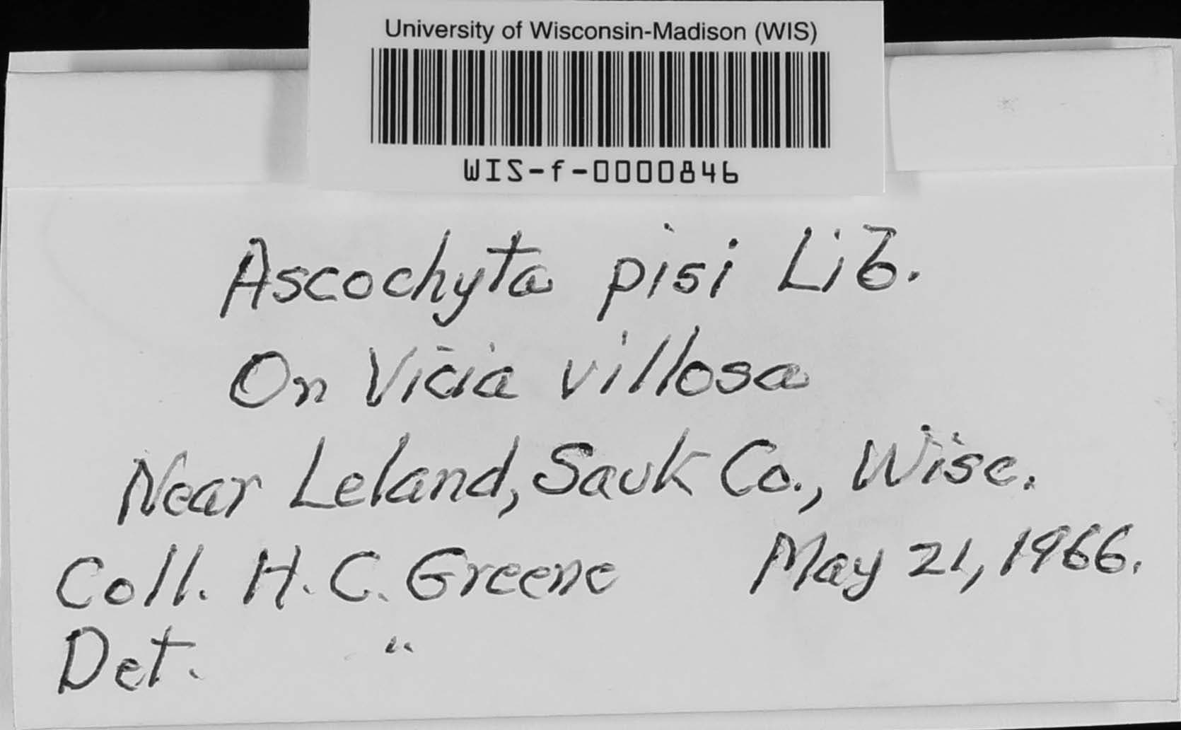 Plaga de RABIA DEL GUISANTE, ASCOCHYTA PISI