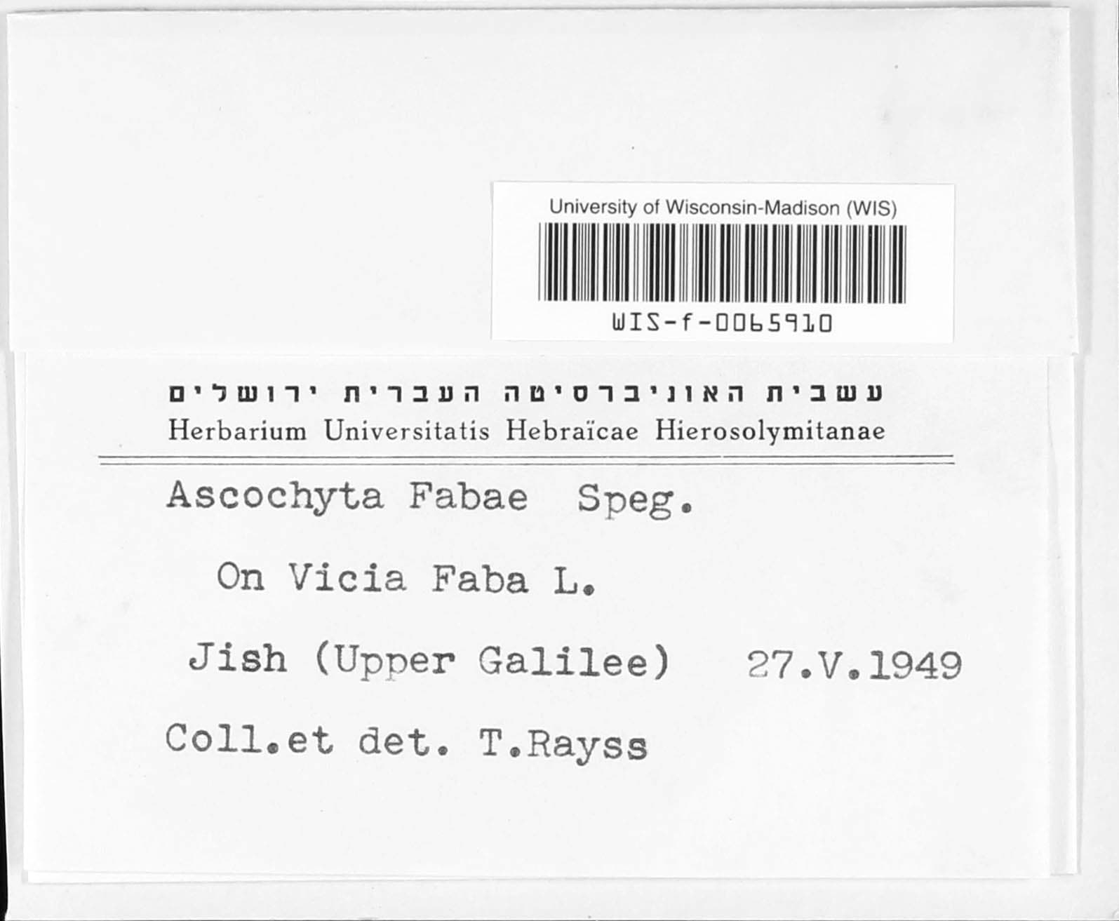 Plaga de RABIA DEL HABA, ASCOCHYTA FABAE