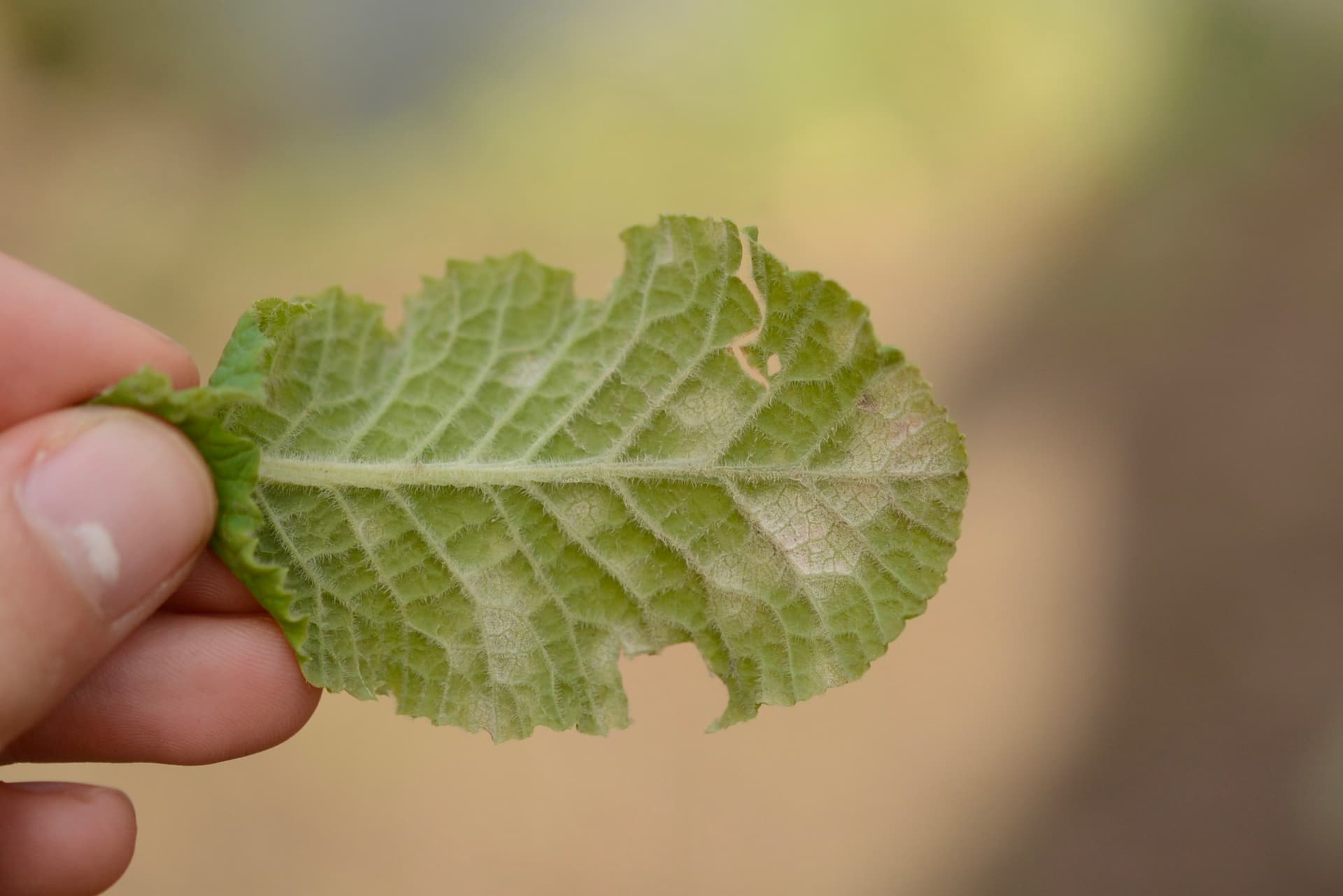Plaga de RAMULARIA SPP.