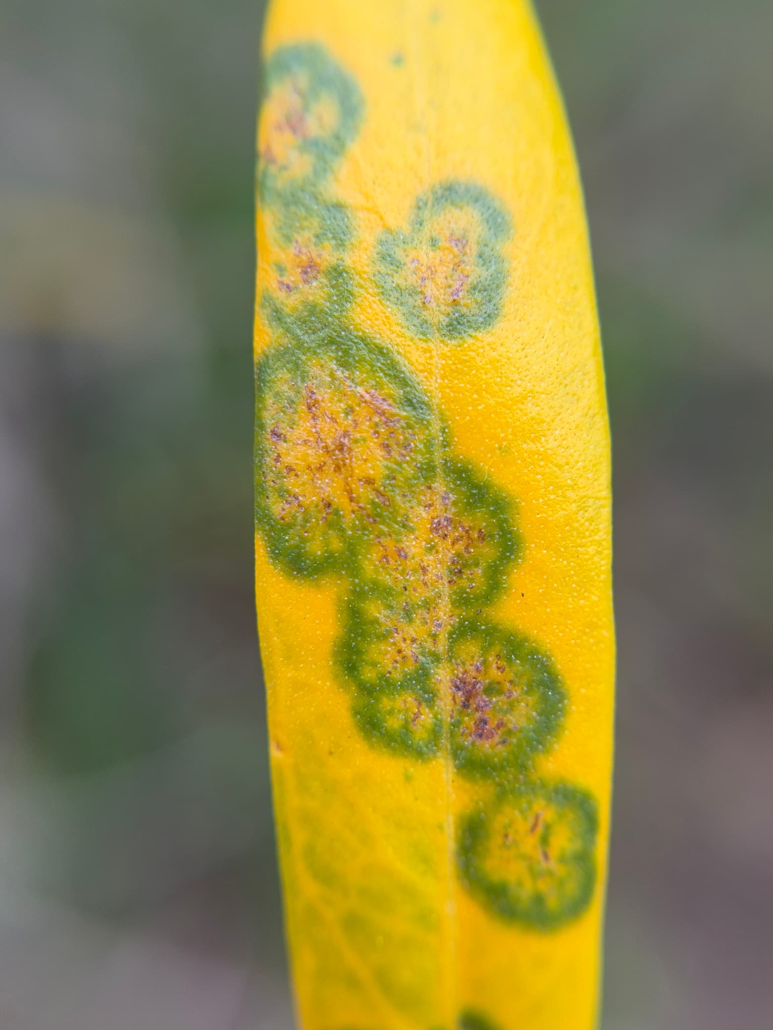 Plaga de REPILO DEL OLIVO, VENTURIA OLEAGINEA