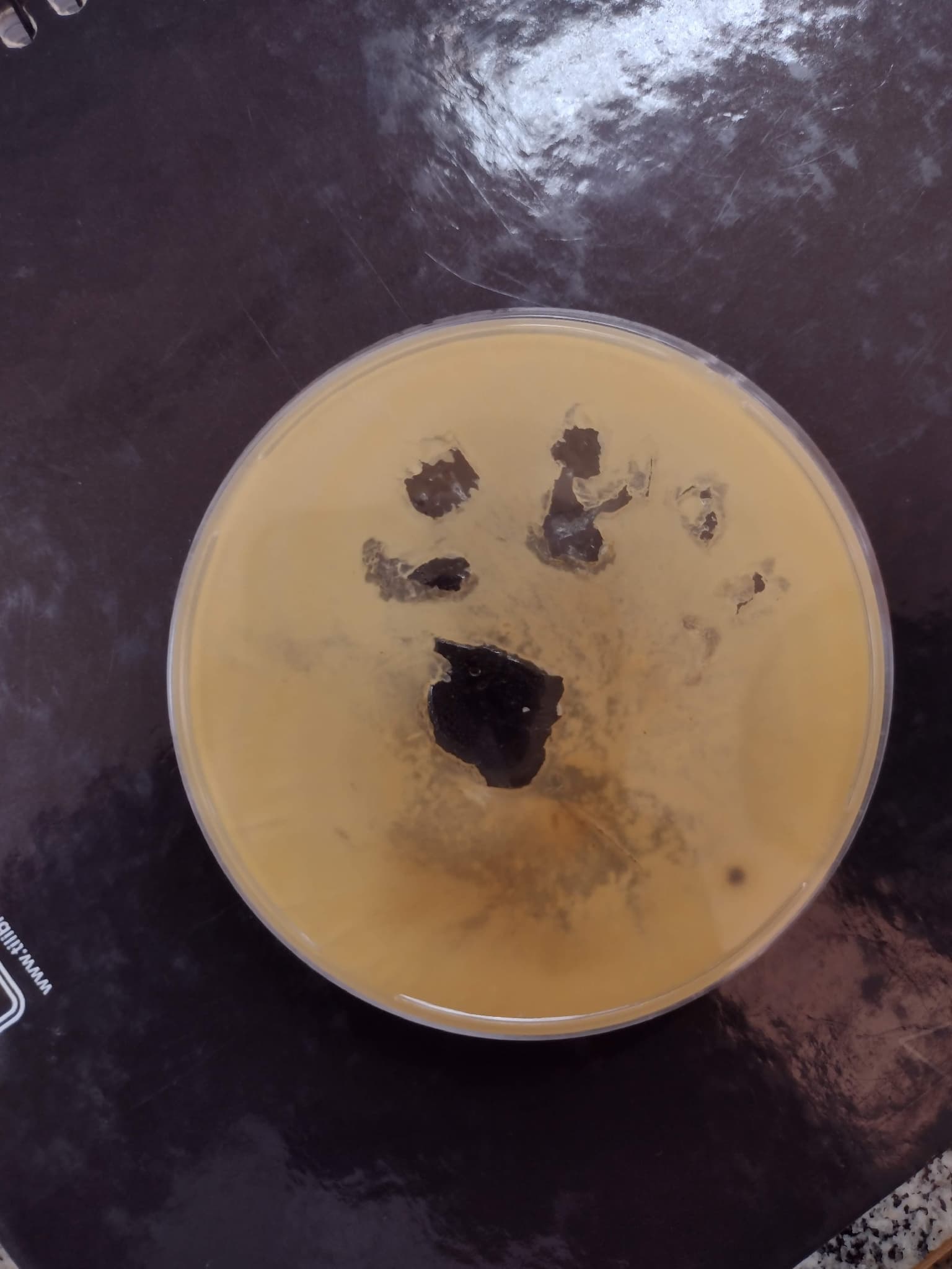 Plaga de RHIZOCTONIA SPP.