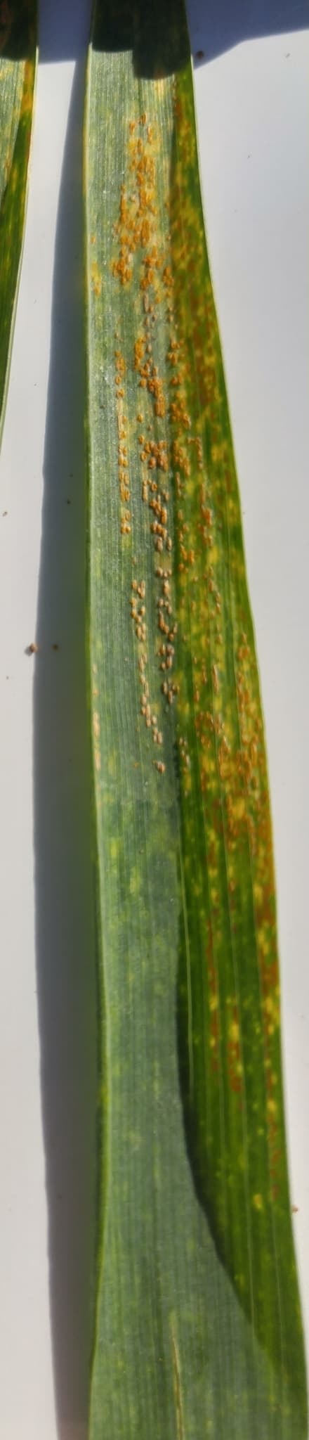 Plaga de ROYA AMARILLA DEL TRIGO, PUCCINIA STRIIFORMIS