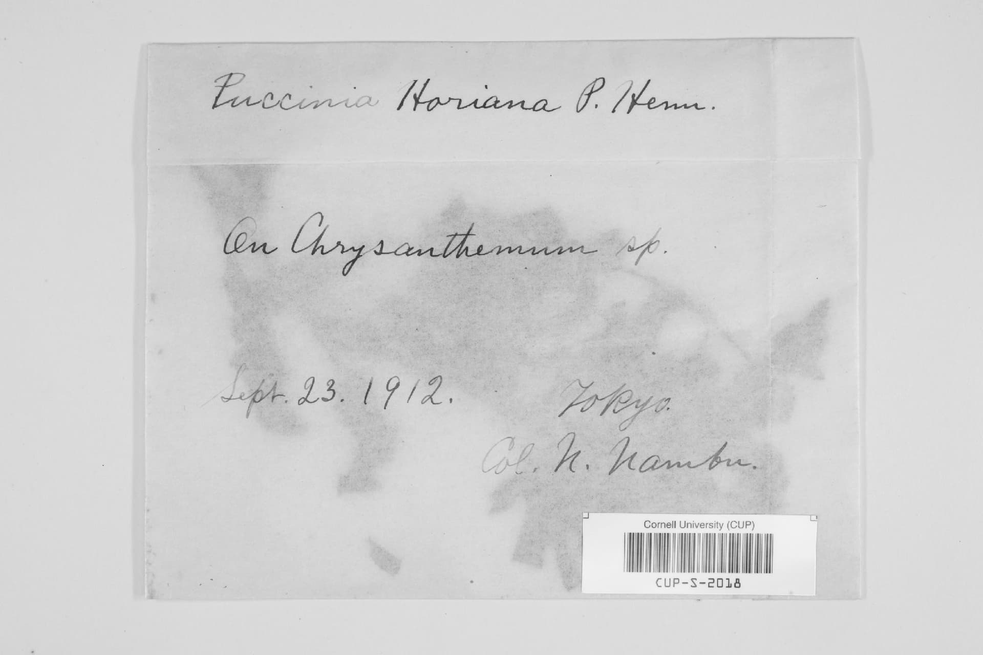 Plaga de ROYA BLANCA DEL CRISANTEMO, PUCCINIA HORIANA