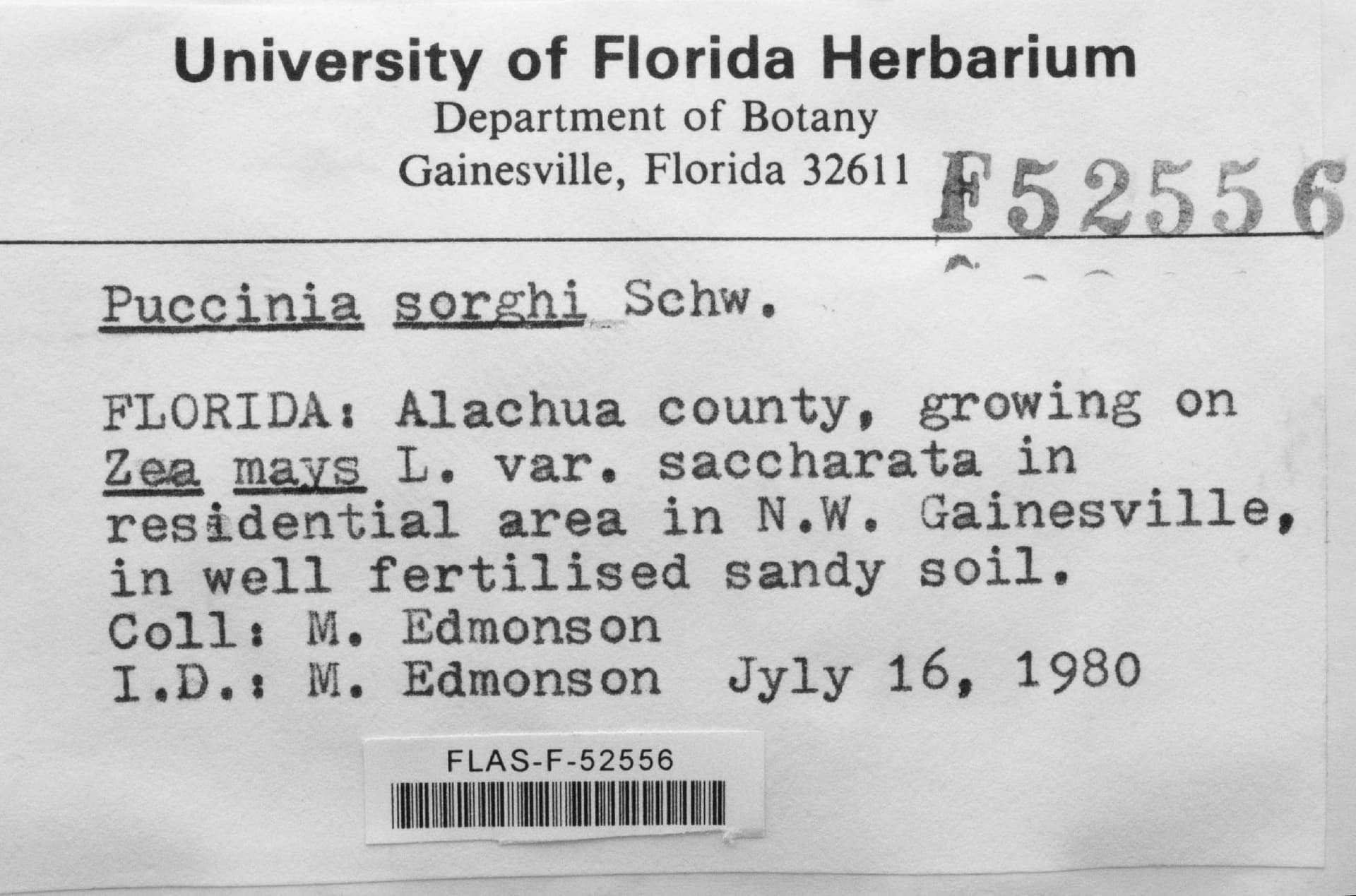 Plaga de ROYA COMÚN DEL MAÍZ, PUCCINIA SORGHI