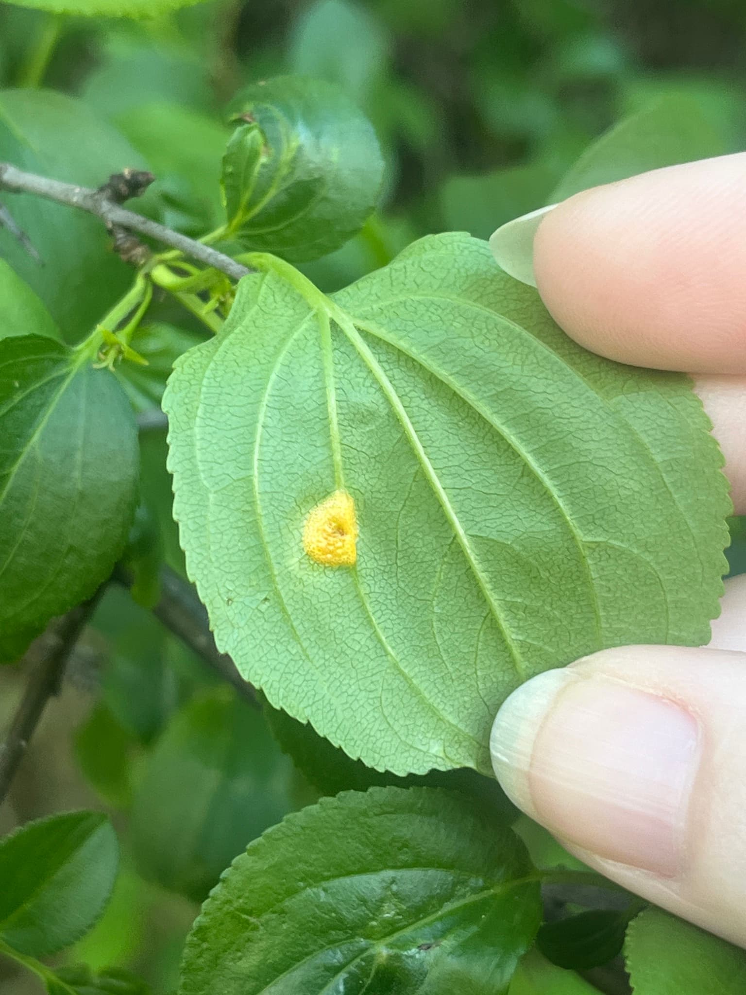 Plaga de ROYA CORONADA DE LA AVENA, PUCCINIA CORONATA