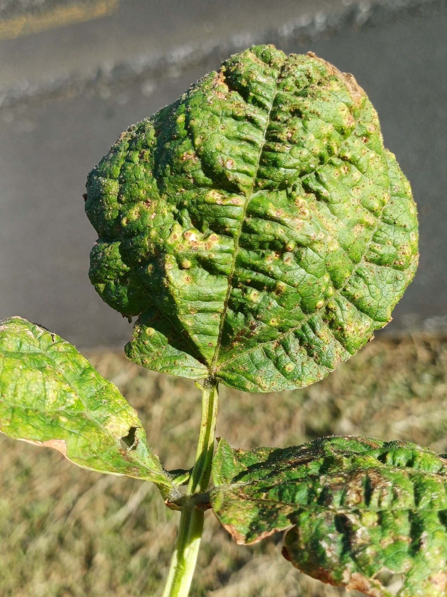 Plaga de ROYA DE LA JUDÍA, UROMYCES APPENDICULATUS