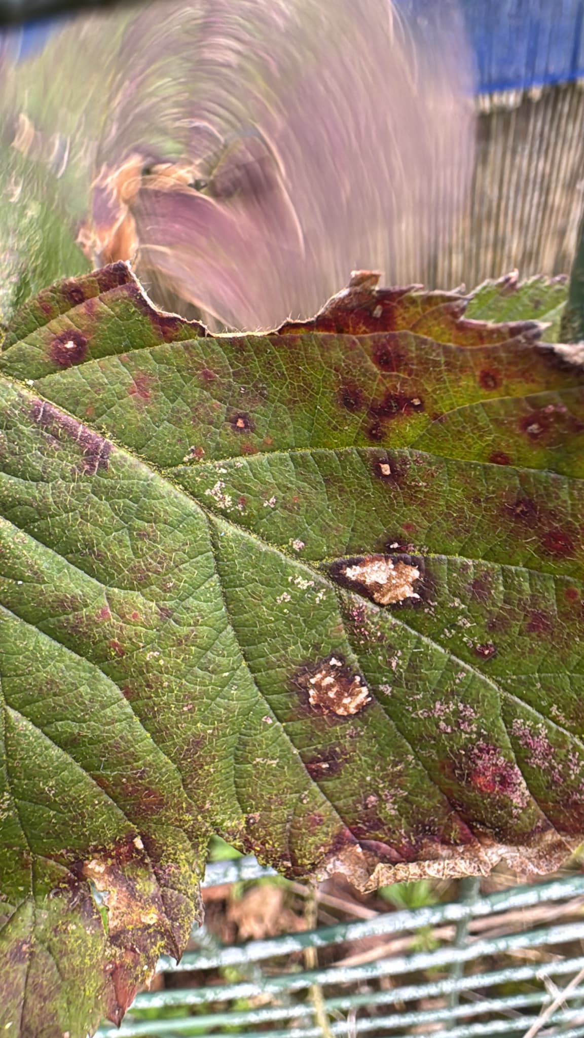 Plaga de ROYA DE LA ZARZAMORA, PHRAGMIDIUM VIOLACEUM