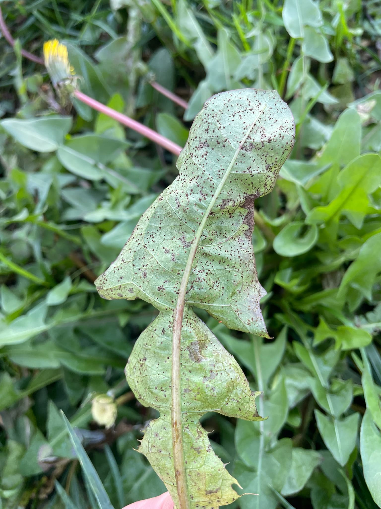 Plaga de ROYA DE LAS ACHICORIAS, PUCCINIA HIERACII