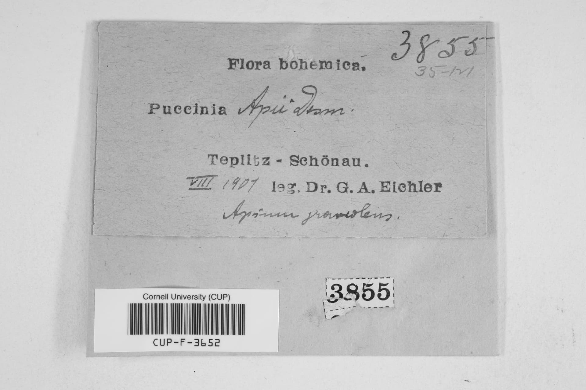 Plaga de ROYA DEL APIO, PUCCINIA APII