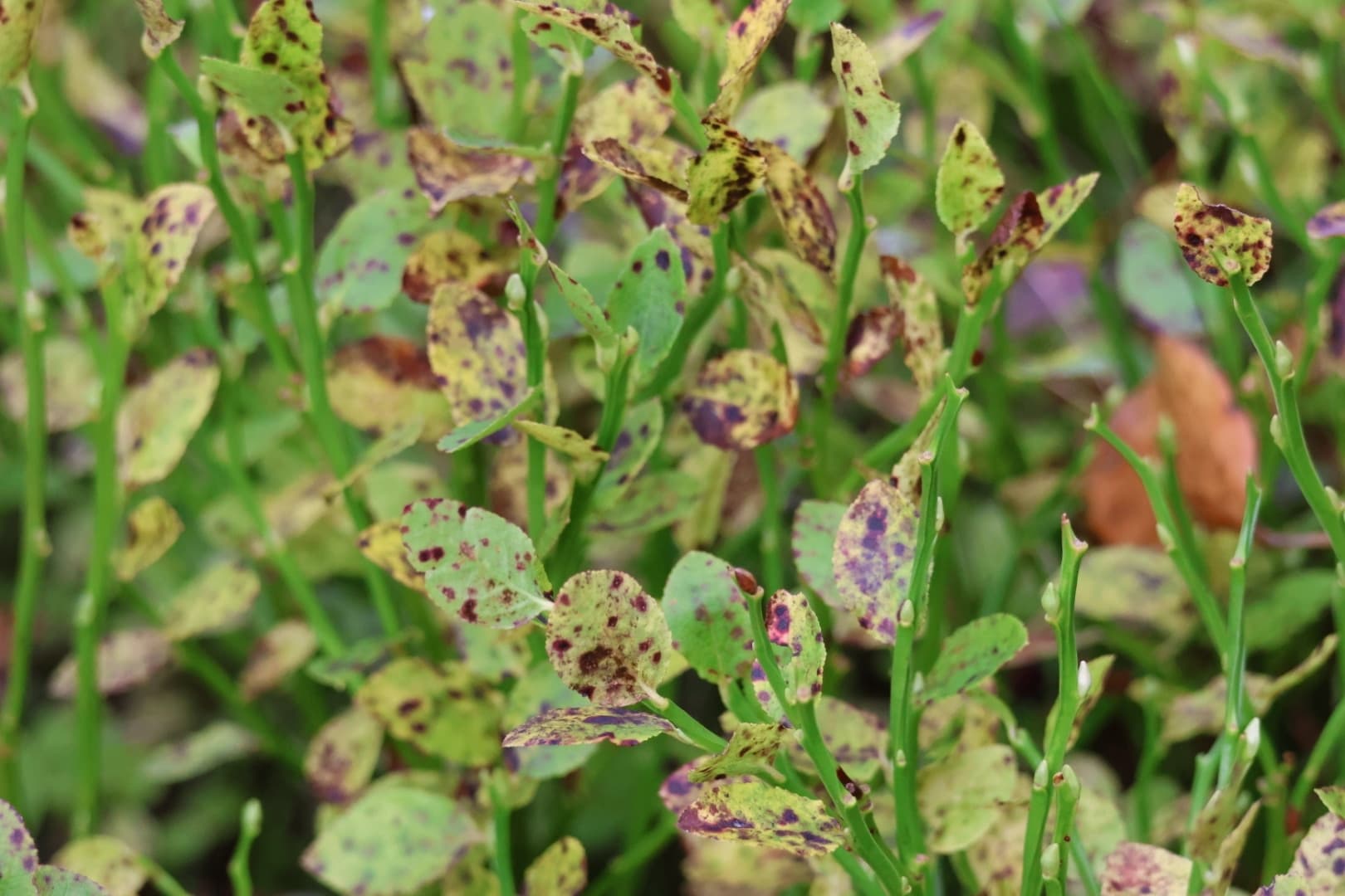 Plaga de ROYA DEL ARÁNDANO, NAOHIDEMYCES VACCINII